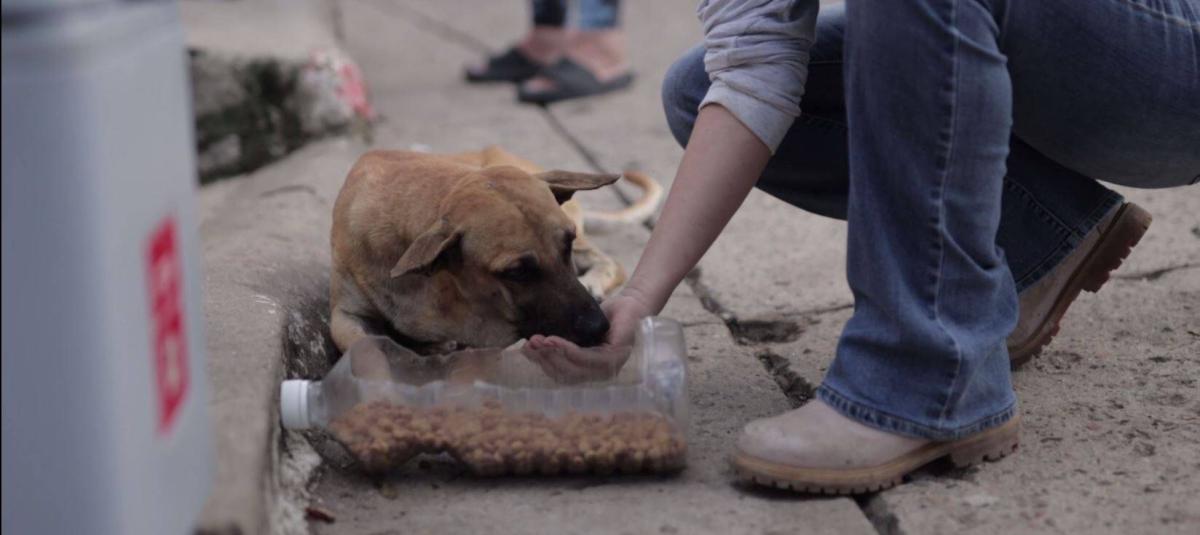 Alimento y Esperanza para los Perritos de la Calle