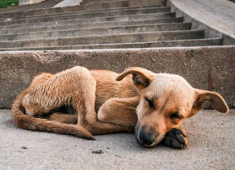 Alimento y Esperanza para los Perritos de la Calle 2