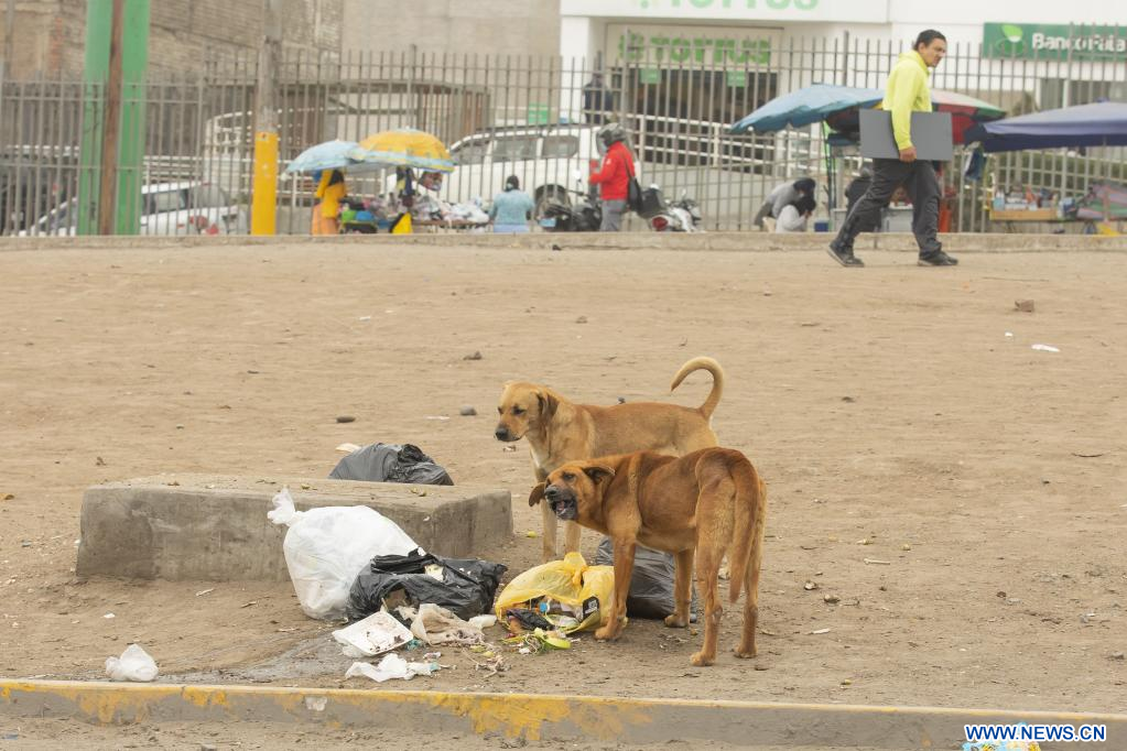 Alimento y Esperanza para los Perritos de la Calle 4