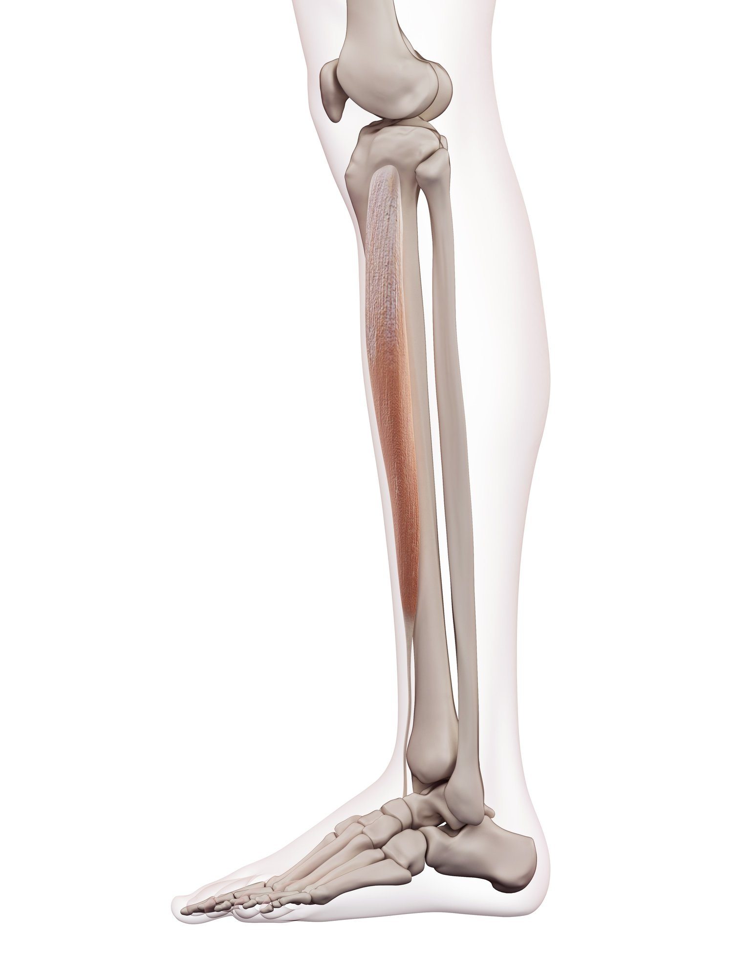 Tibialis anterior