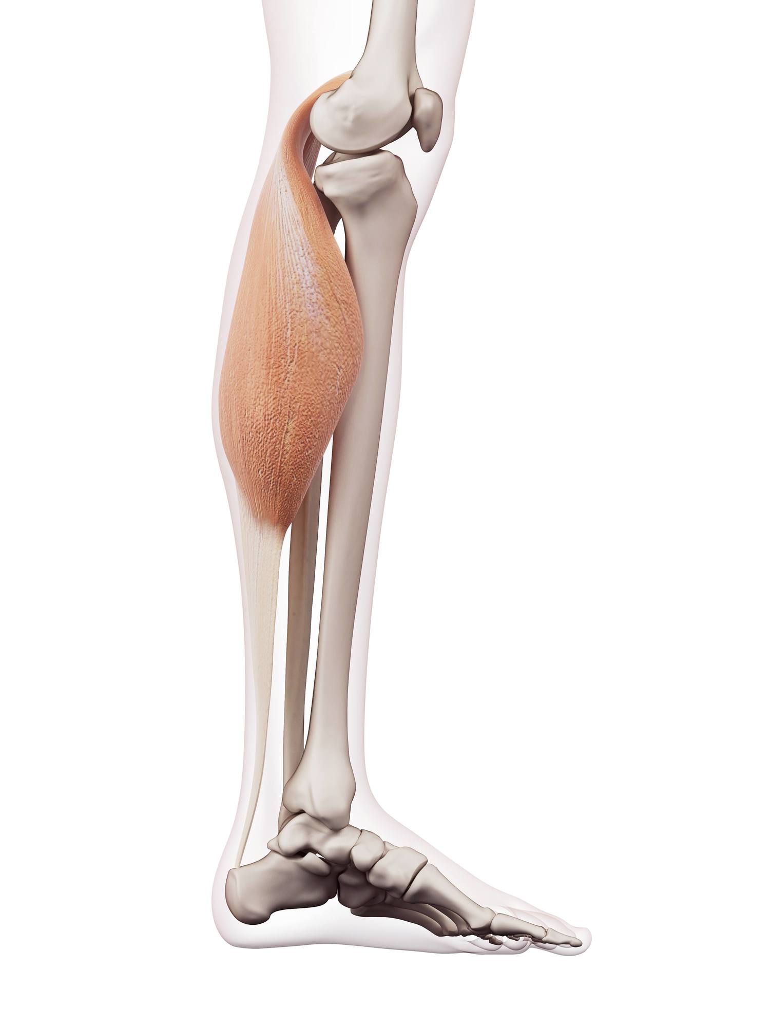 Gastrocnemius