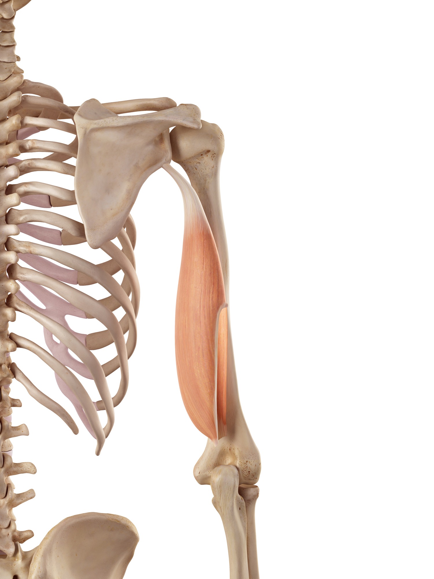 Triceps brachii (long head)