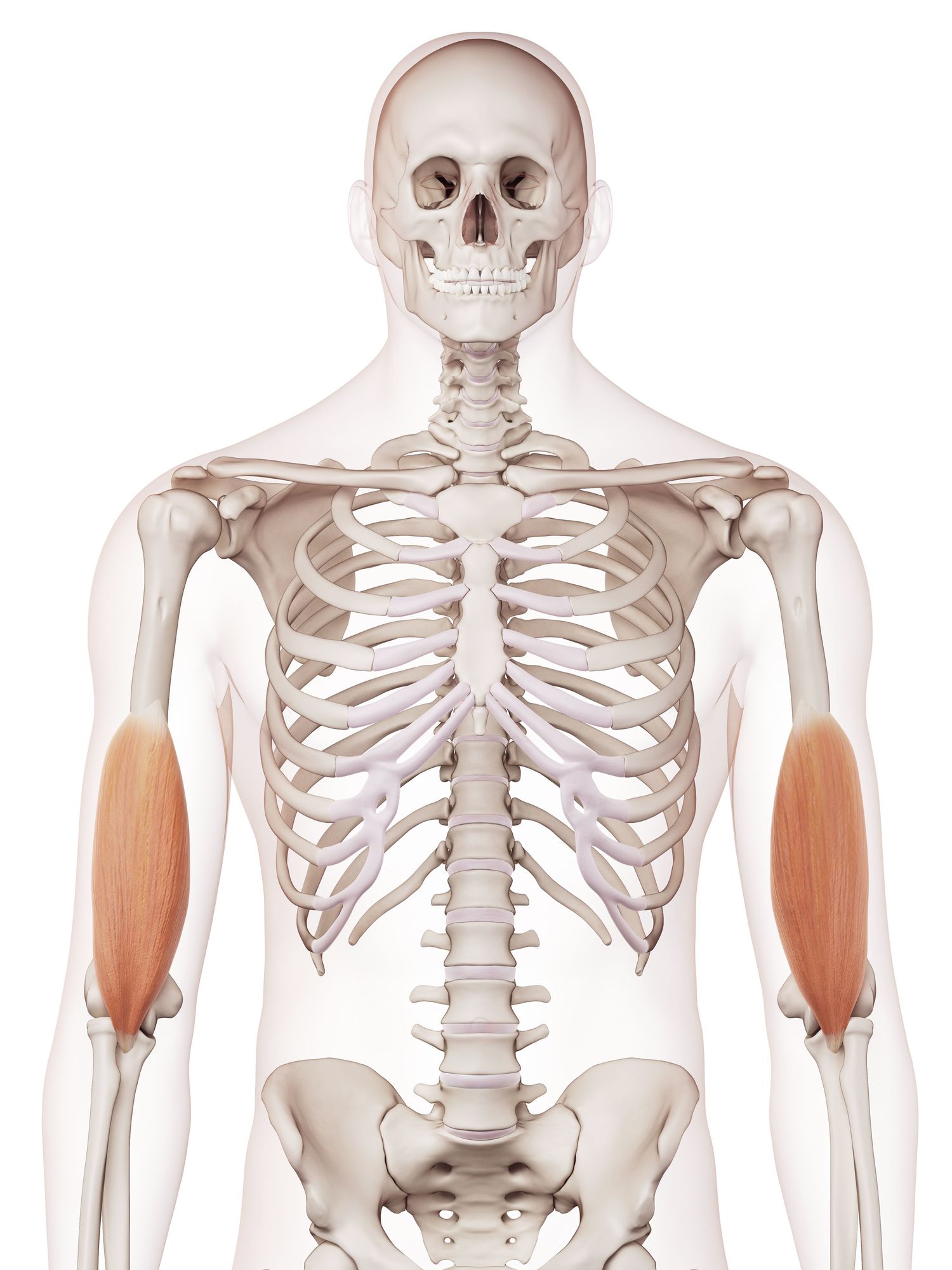 Brachialis