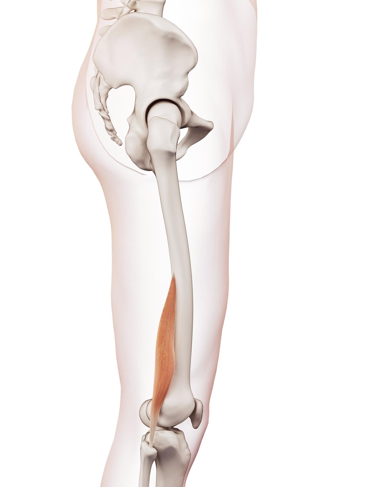 Biceps femoris (short)