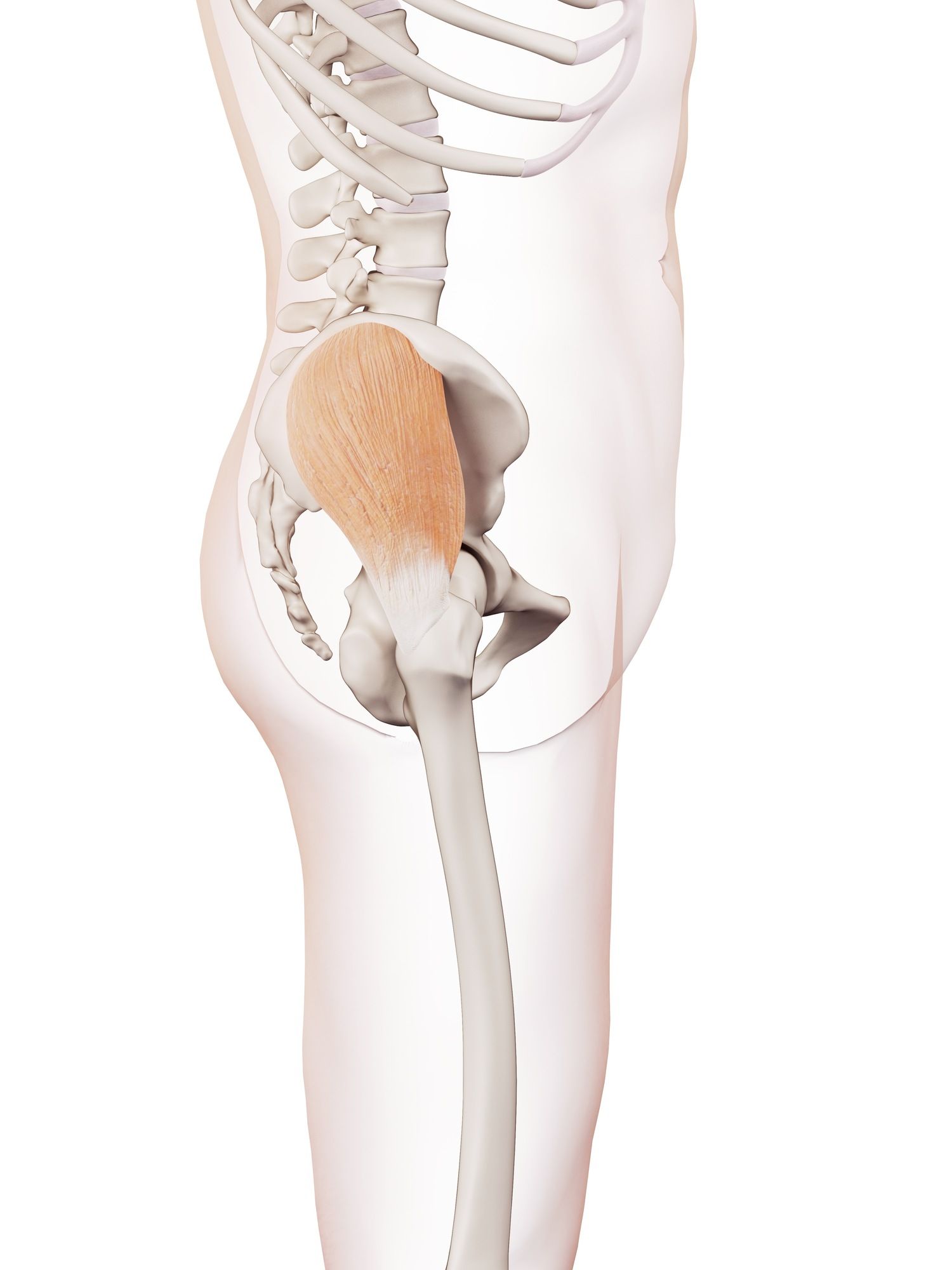 Gluteus medius