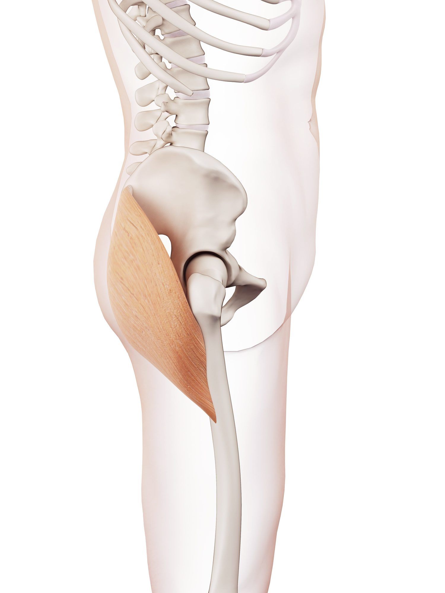 Gluteus maximus