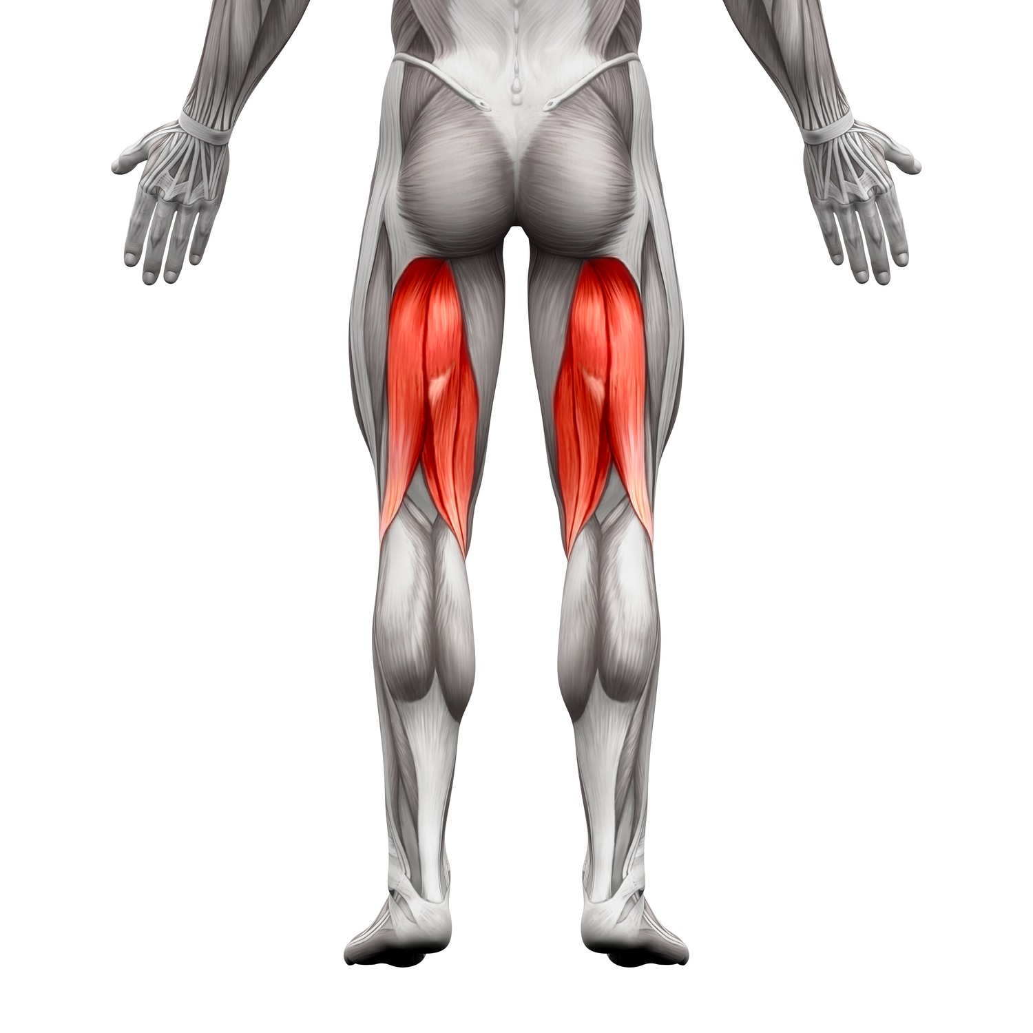 Hamstrings