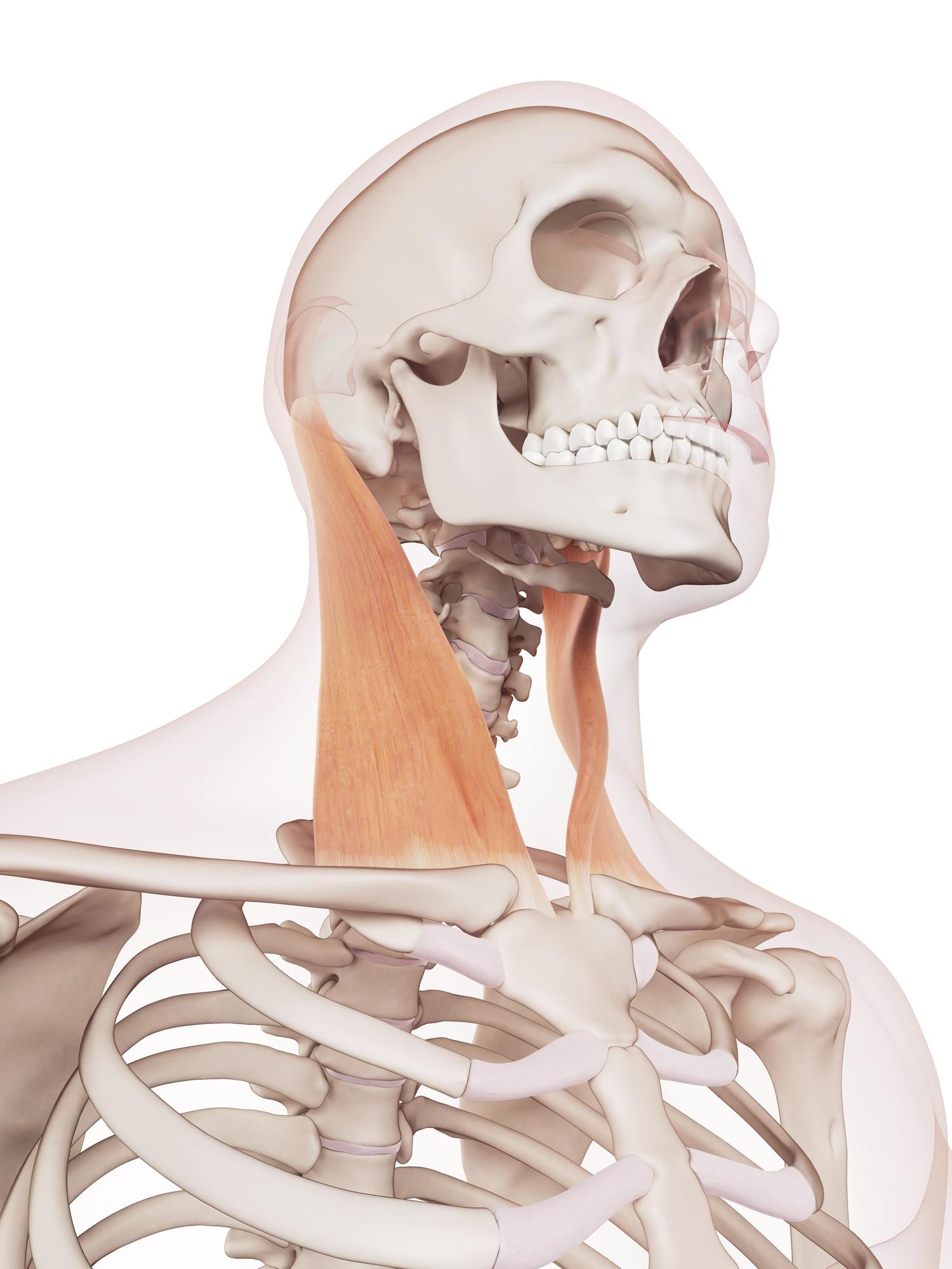 Sternocleidomastoid