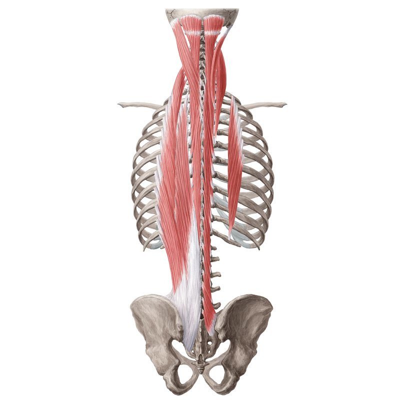 Transversospinales
