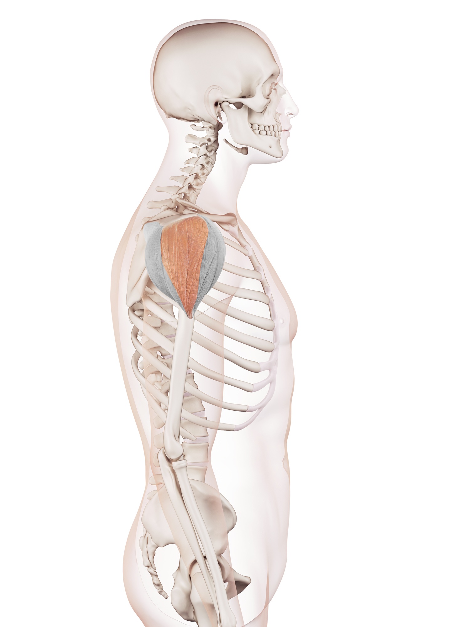 Middle deltoid
