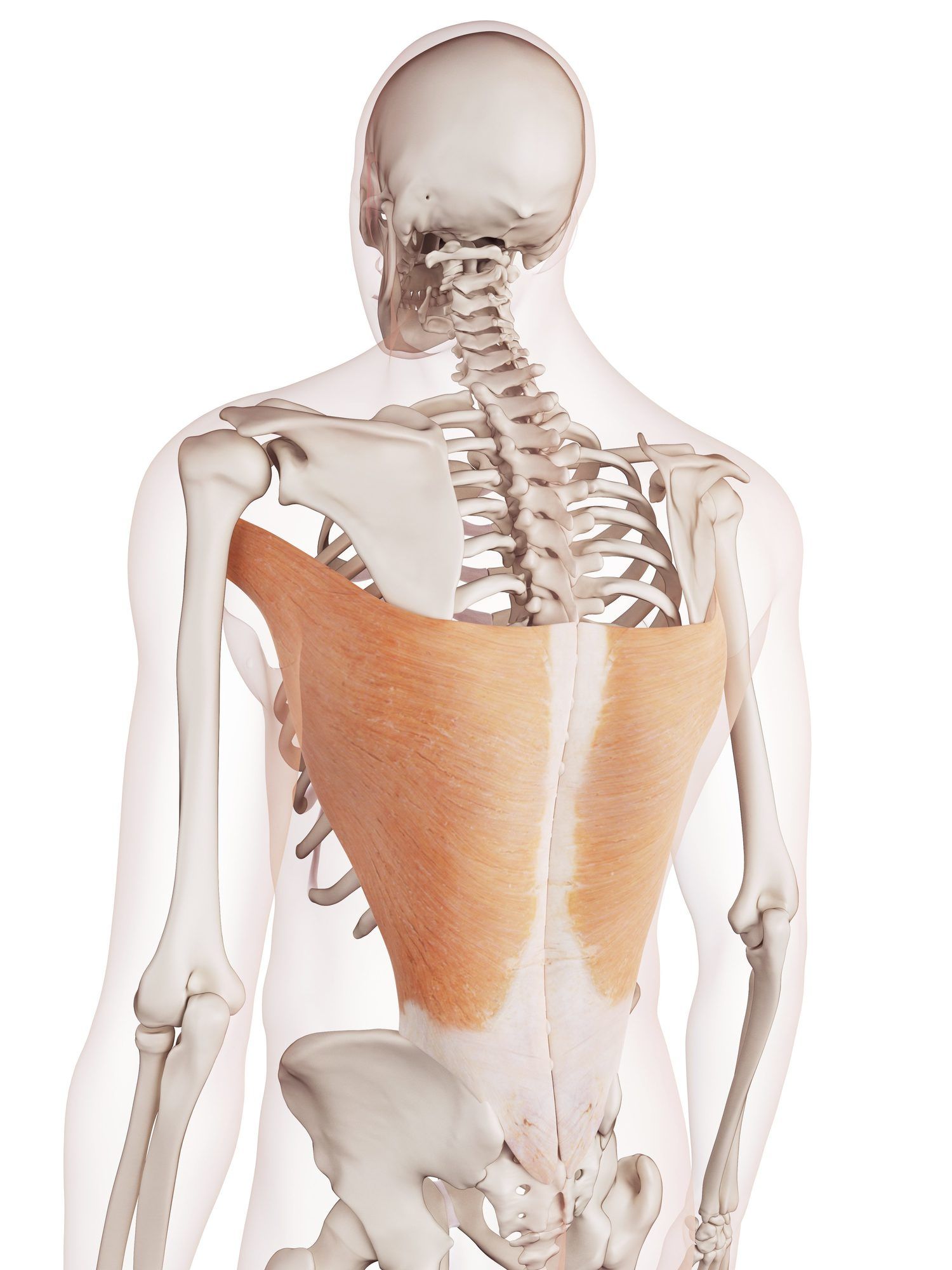 Latissimus dorsi