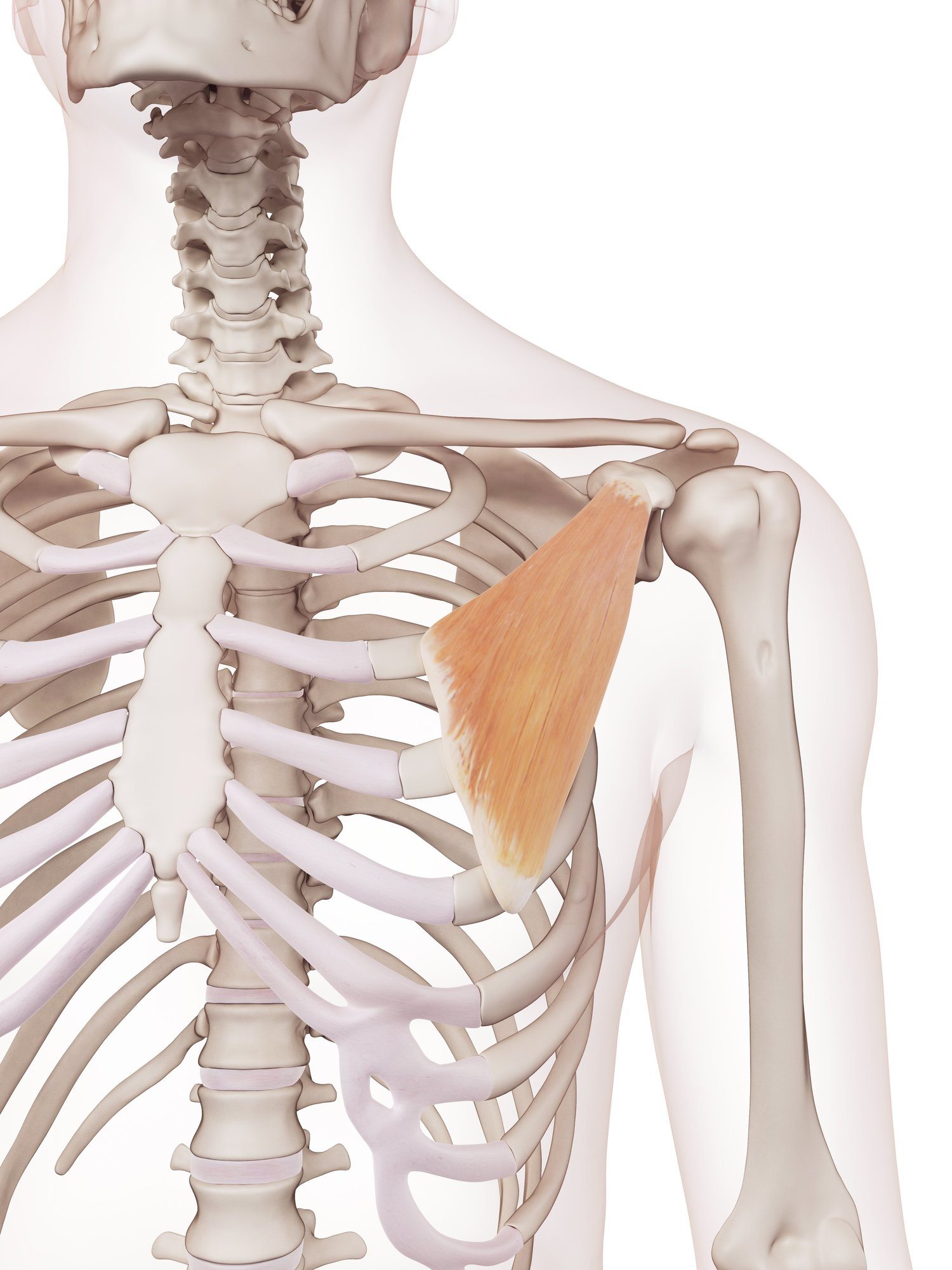 Pectoralis minor
