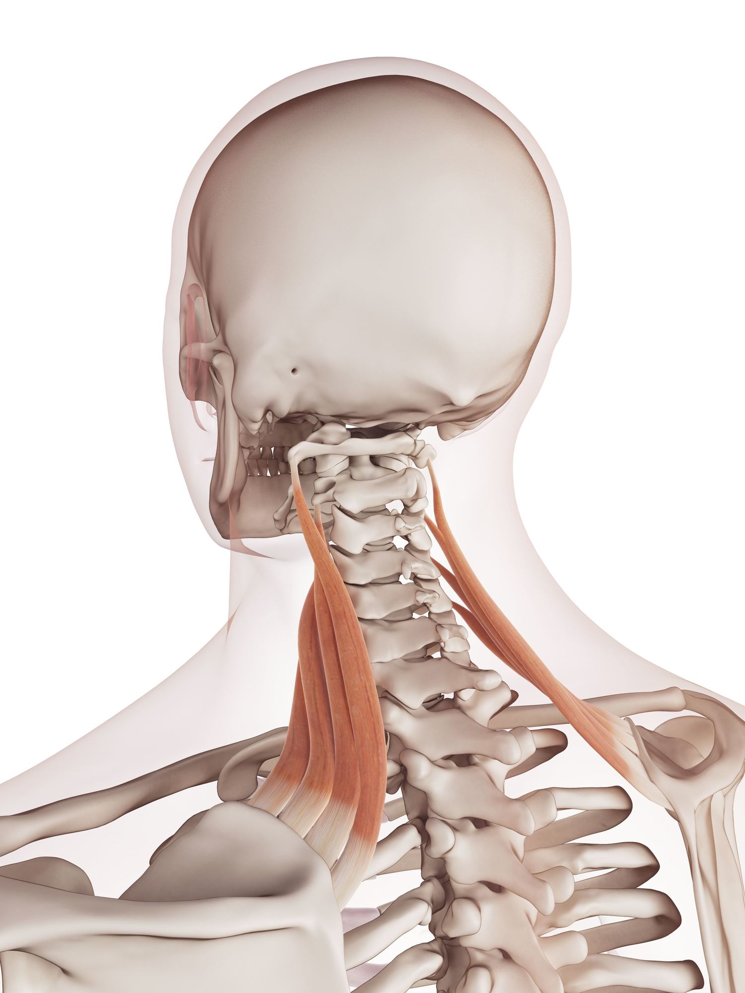 Levator scapulae