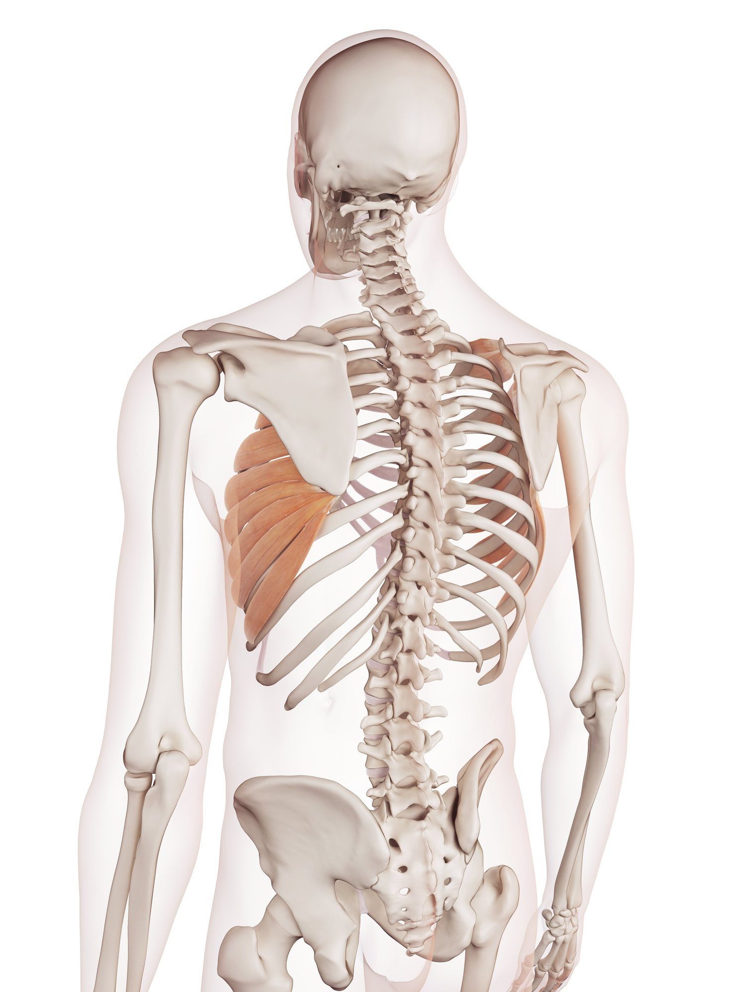 Serratus anterior