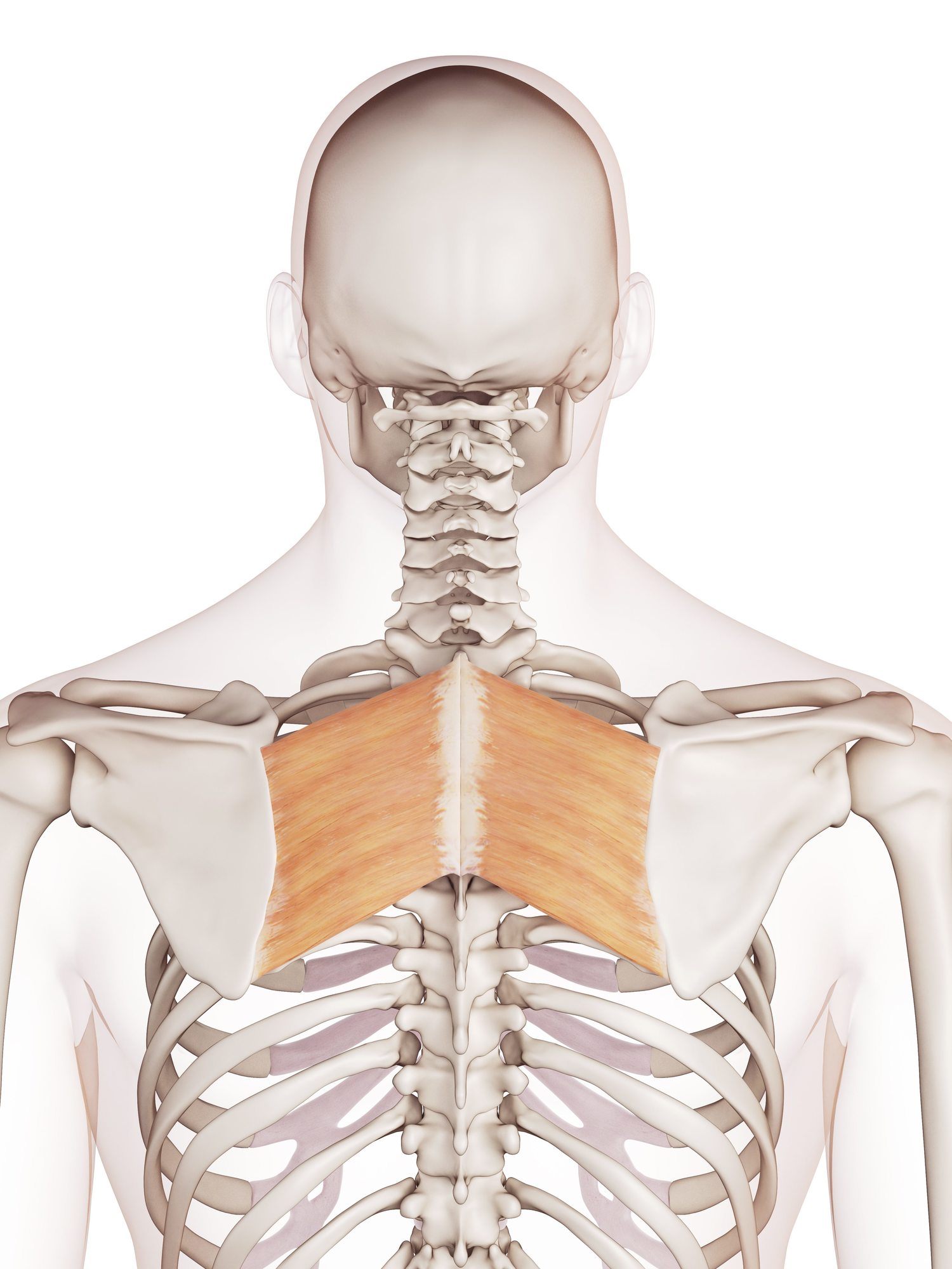 Rhomboid major