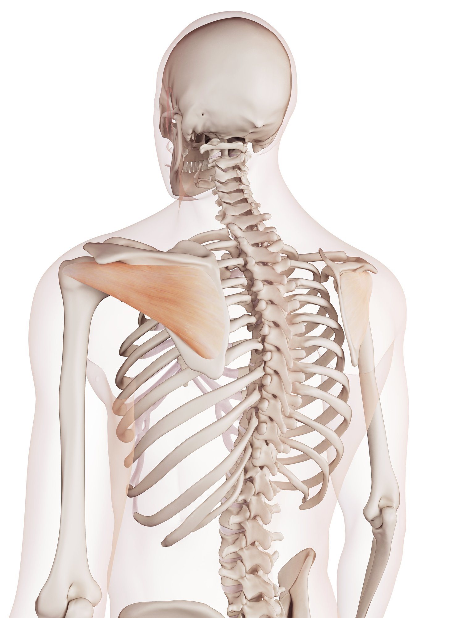 Infraspinatus