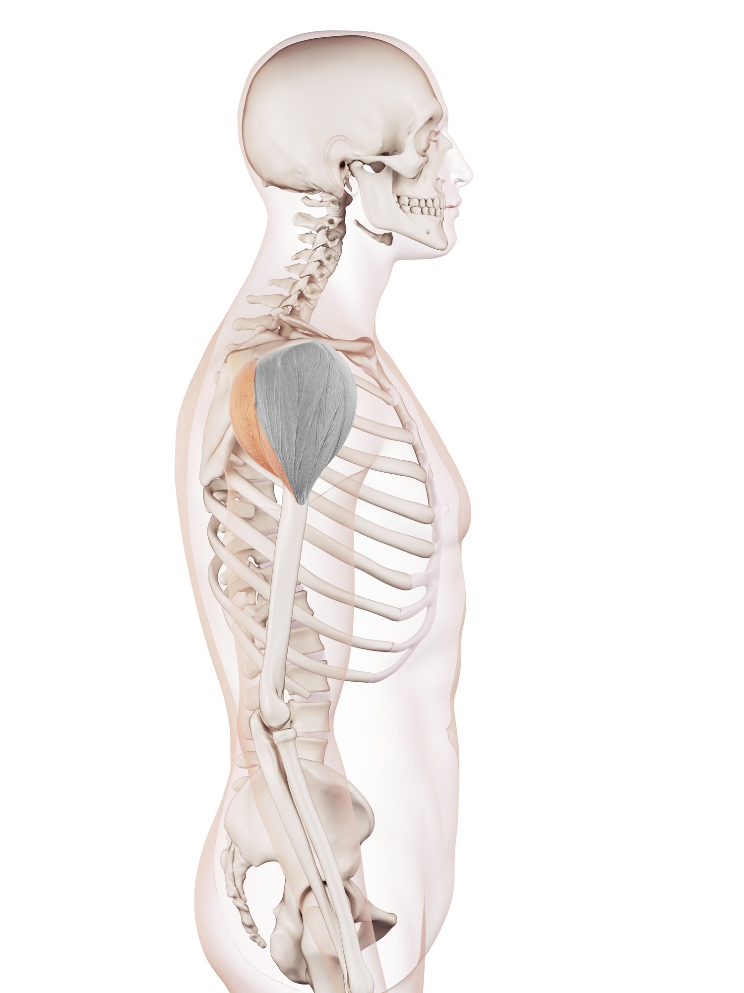Posterior deltoid