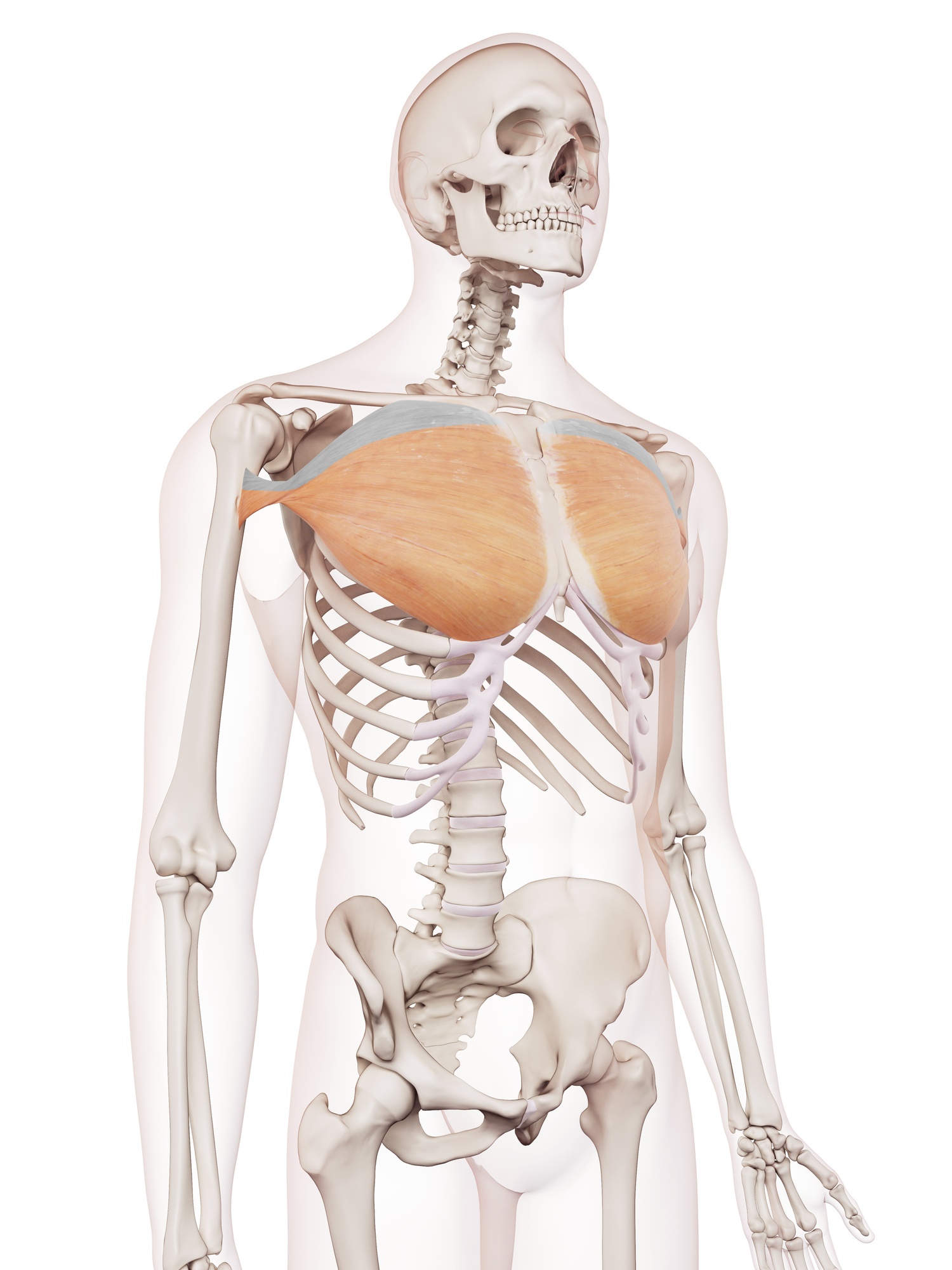 Pectoralis major (sternal head)
