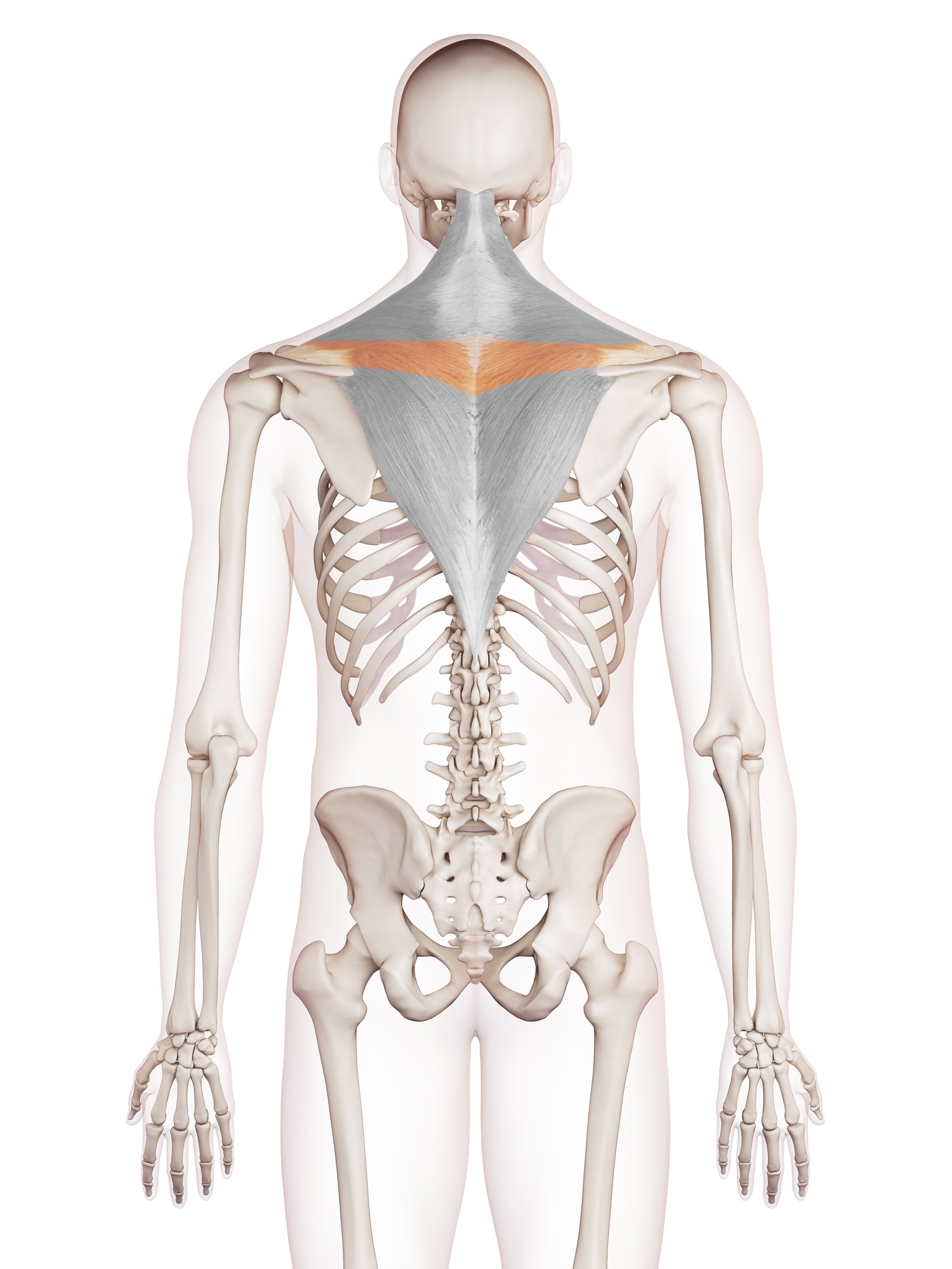 Middle trapezius