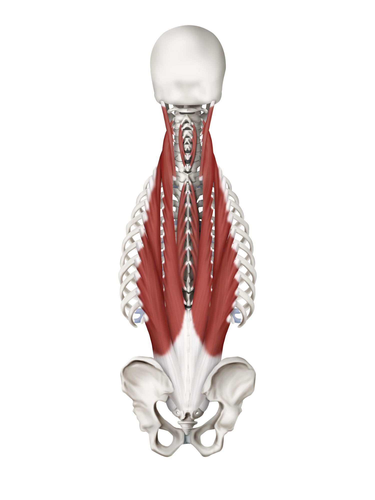 Erector Spinae