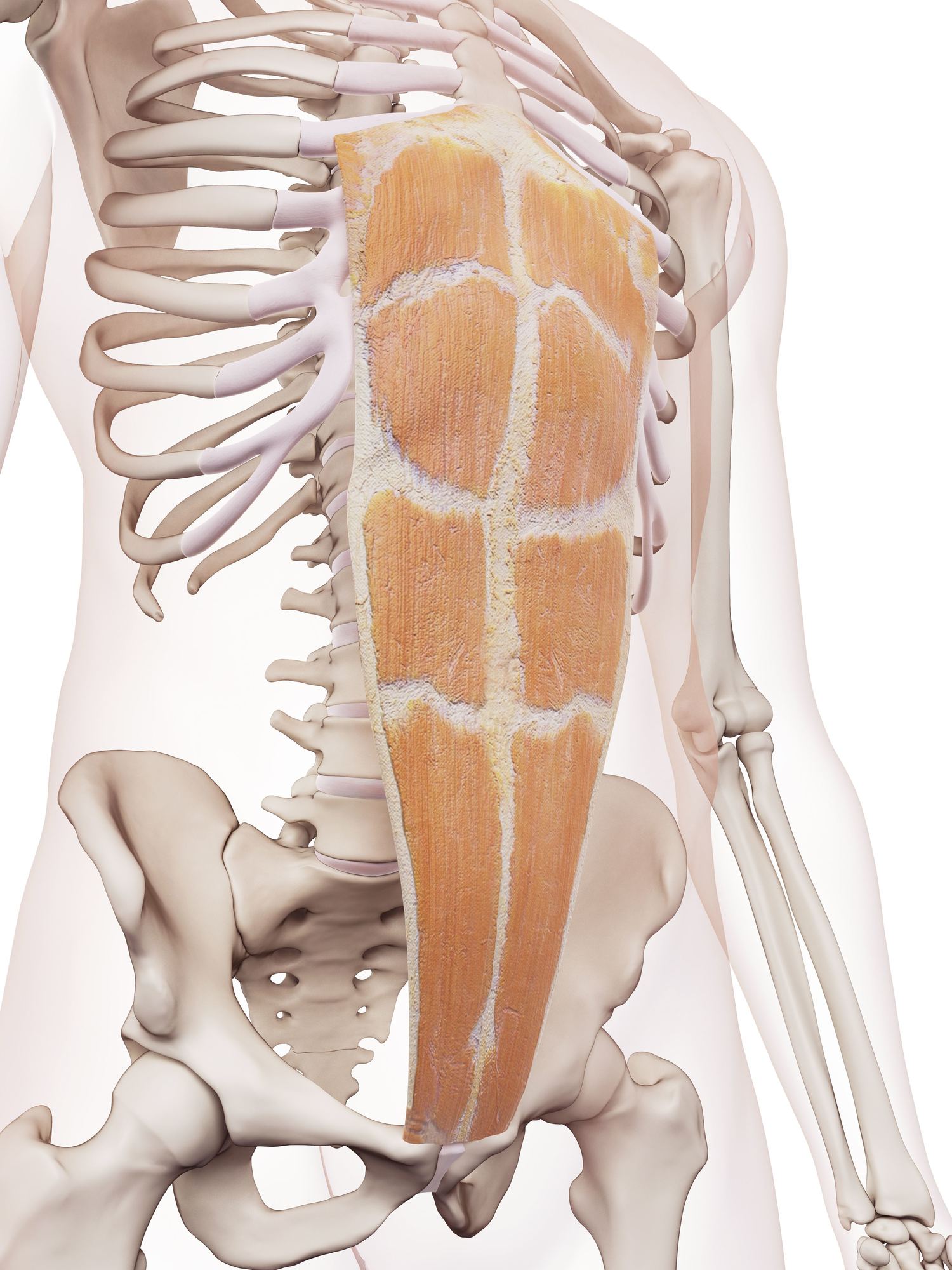 Rectus abdominis