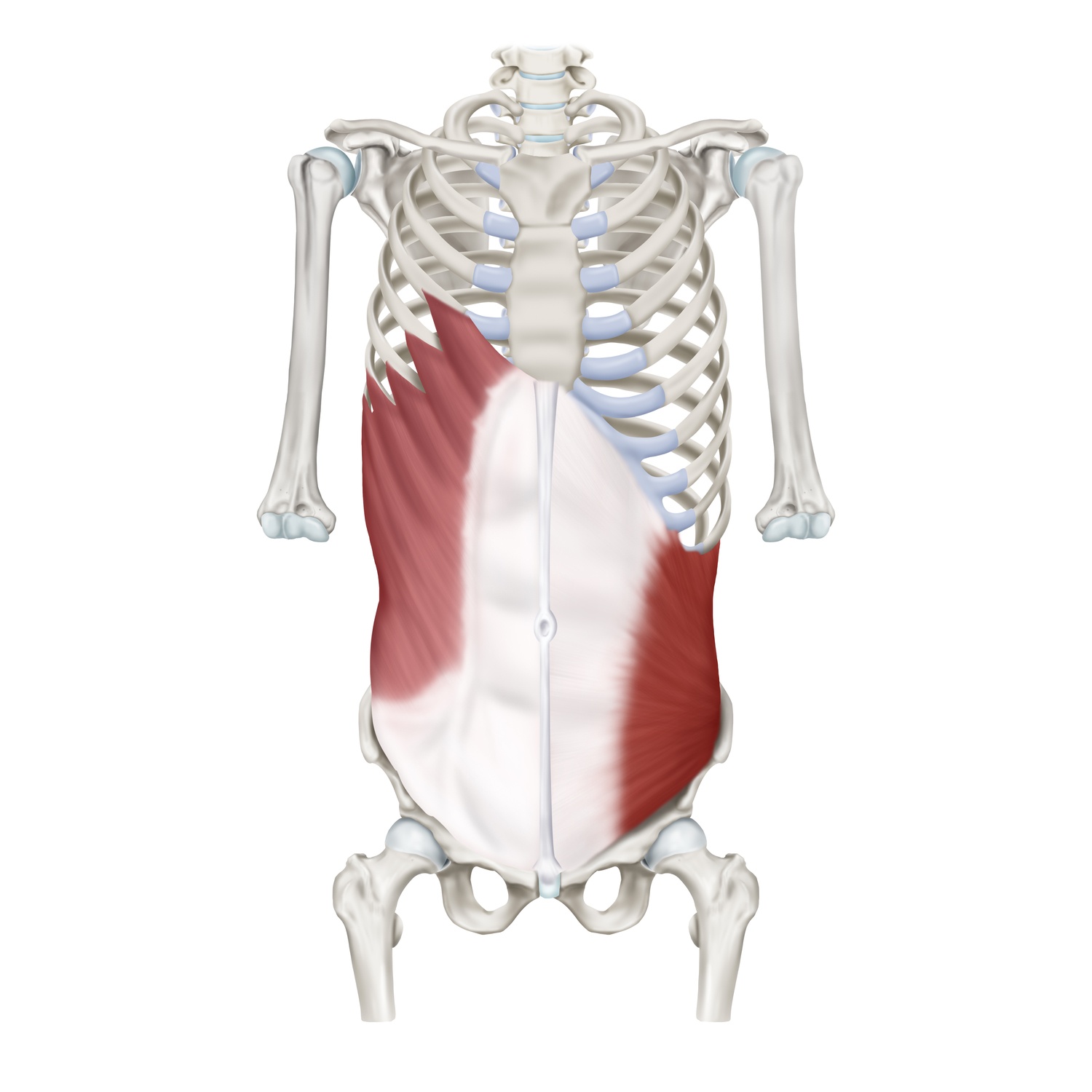 Obliques