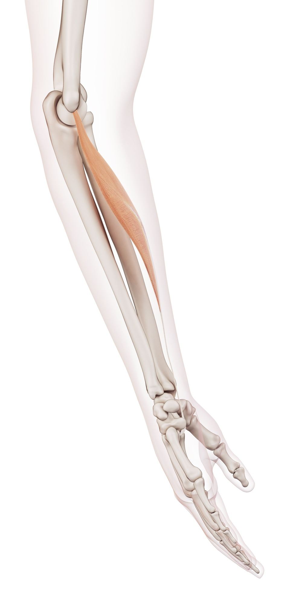 Flexor carpi radialis