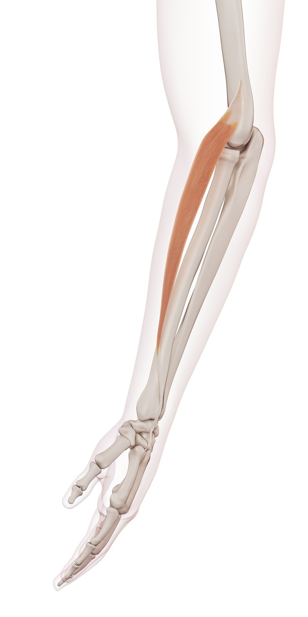 Extensor carpi radialis longus