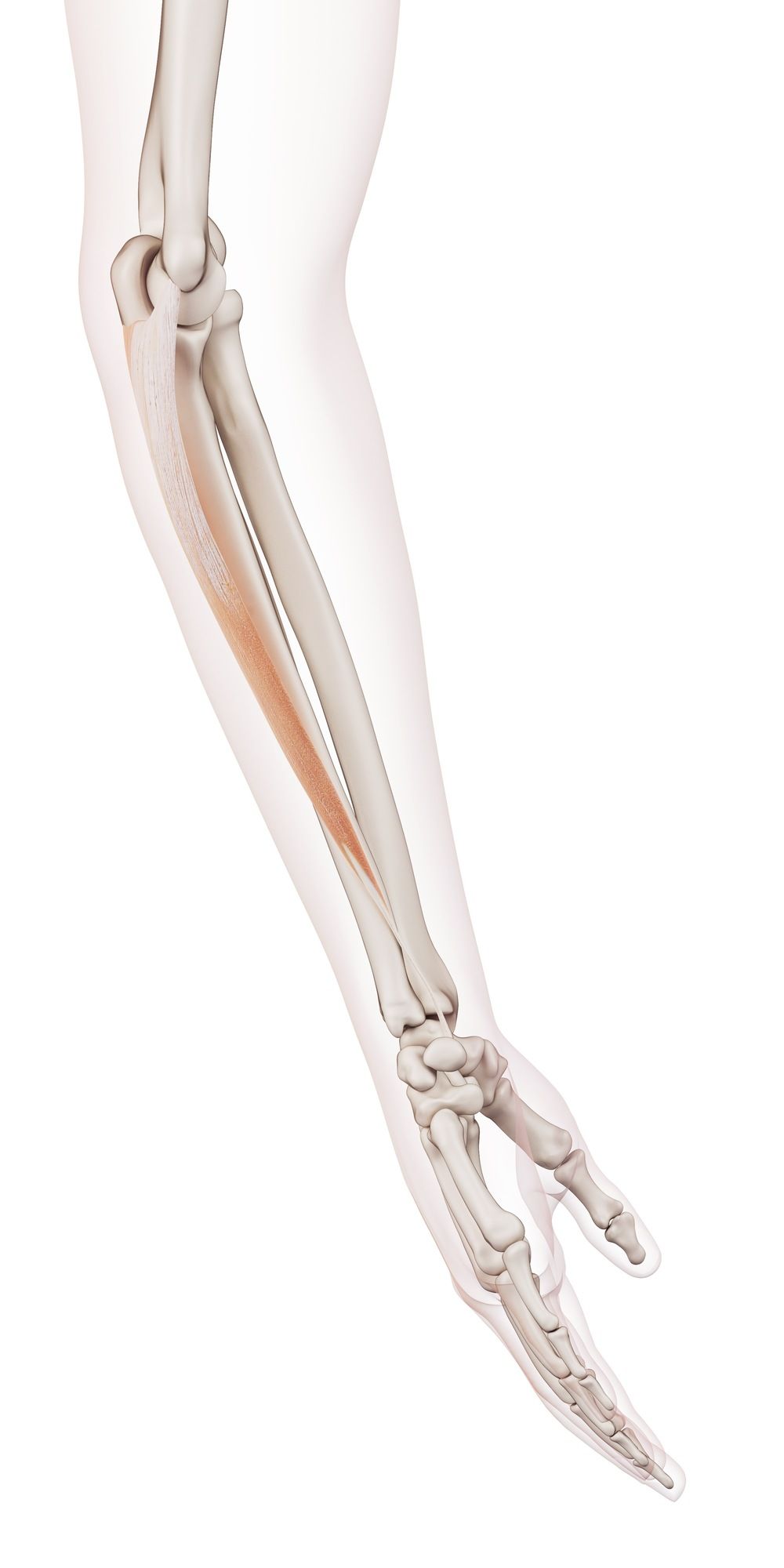 Flexor carpi ulnaris
