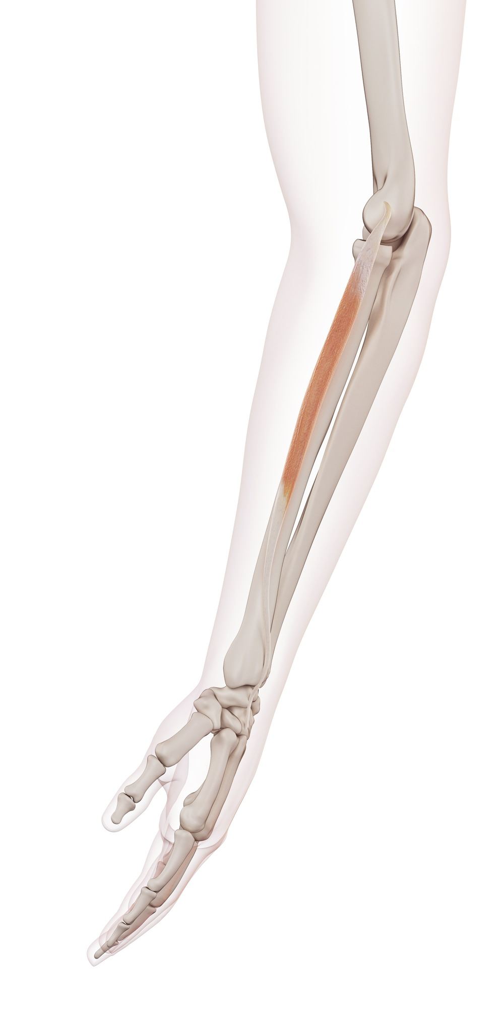 Extensor carpi radialis brevis
