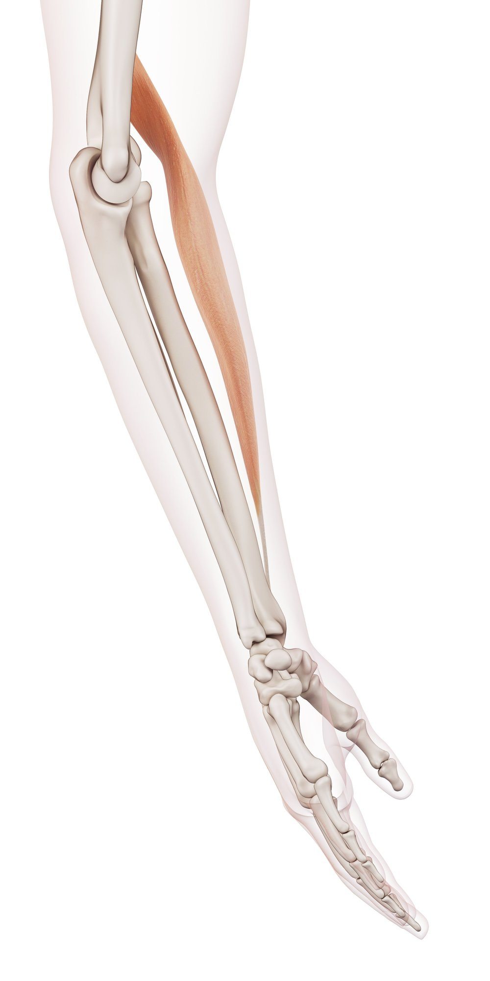 Brachioradialis