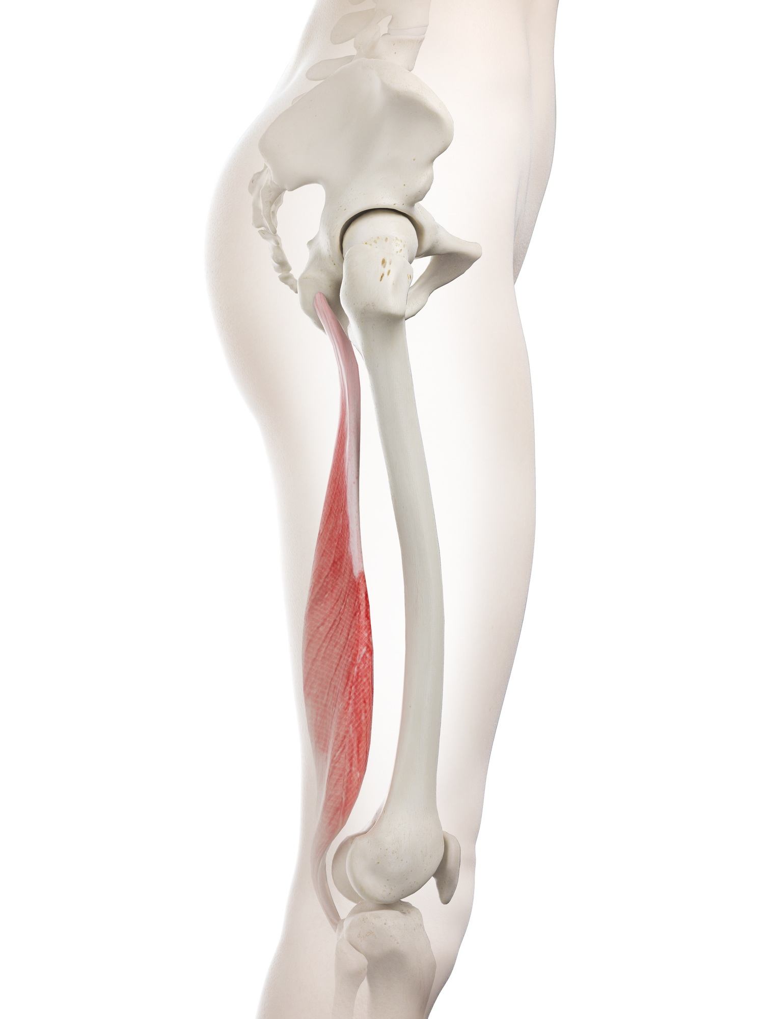 Semimembranosus