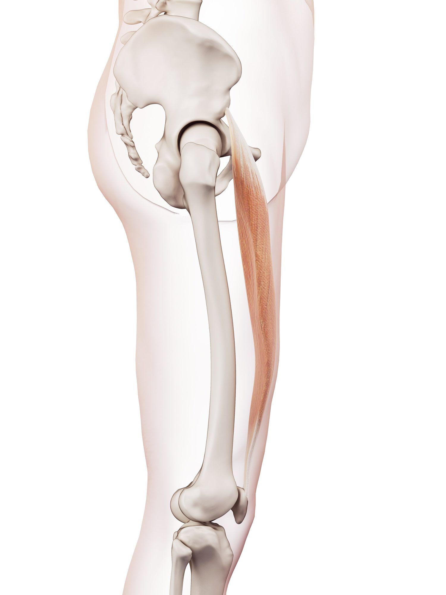 Rectus femoris