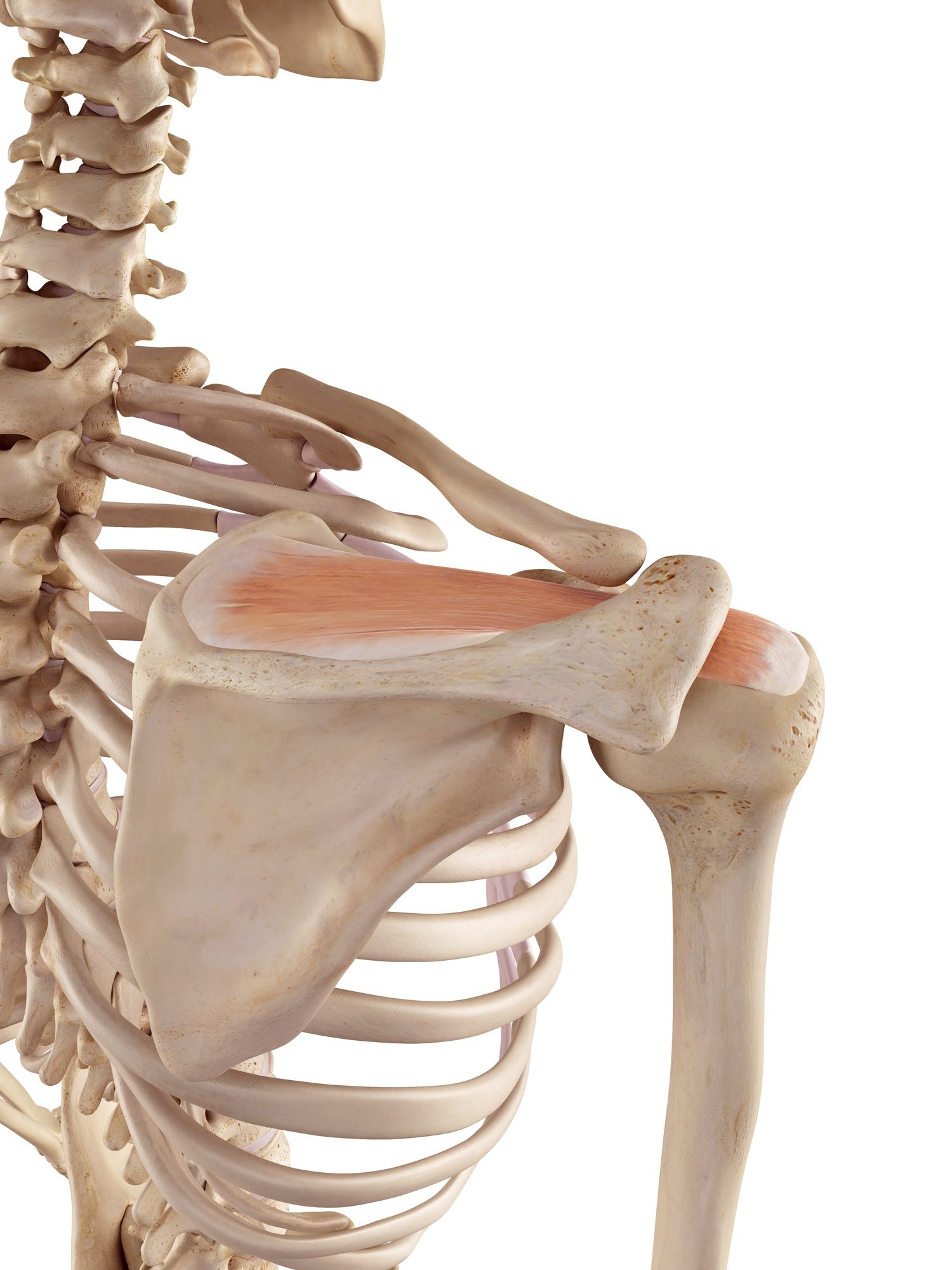 Supraspinatus