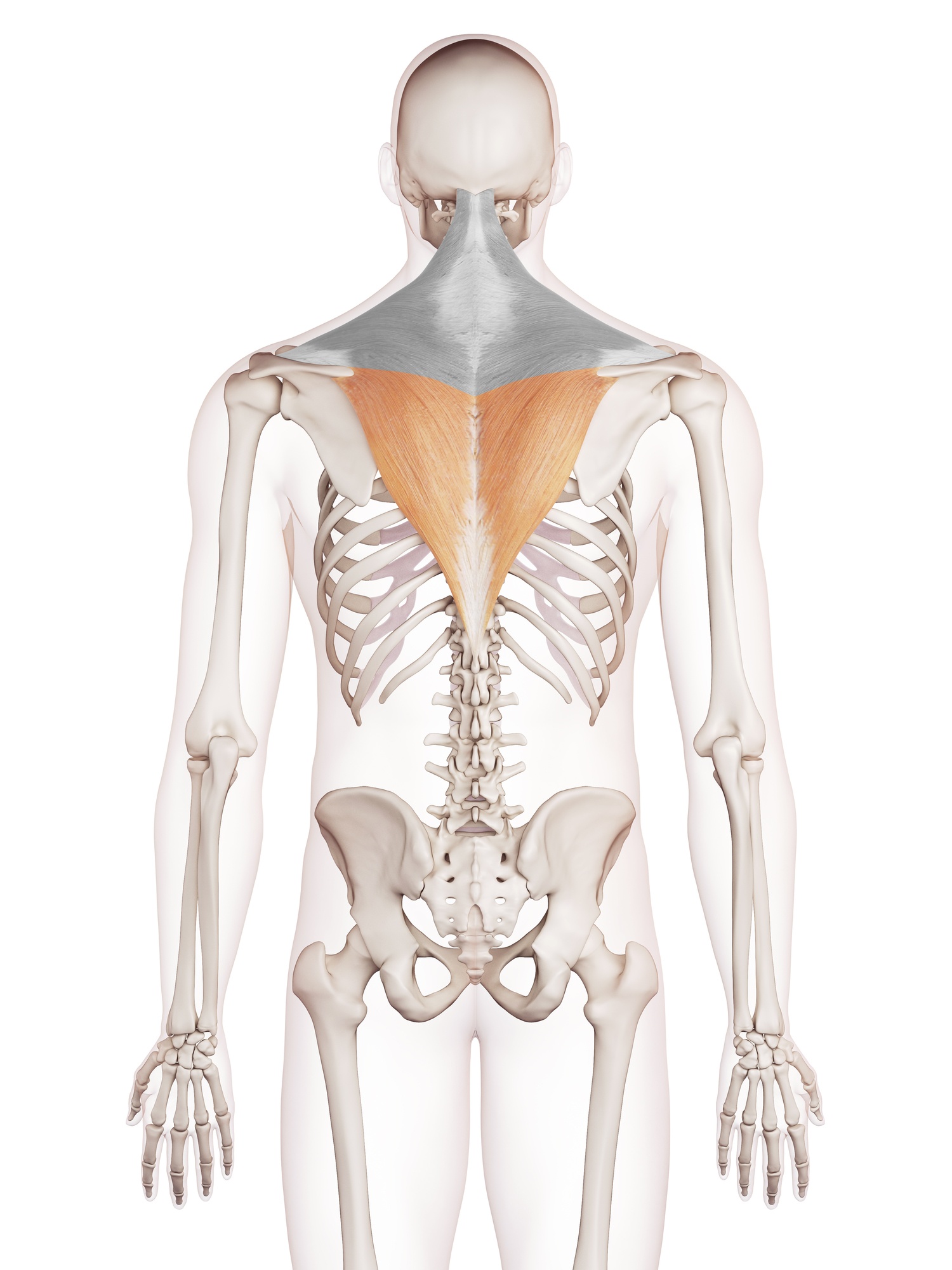Lower trapezius