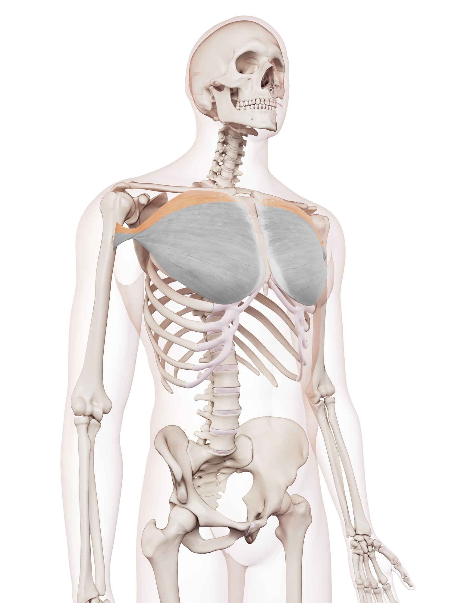 Pectoralis major (clavicular head)