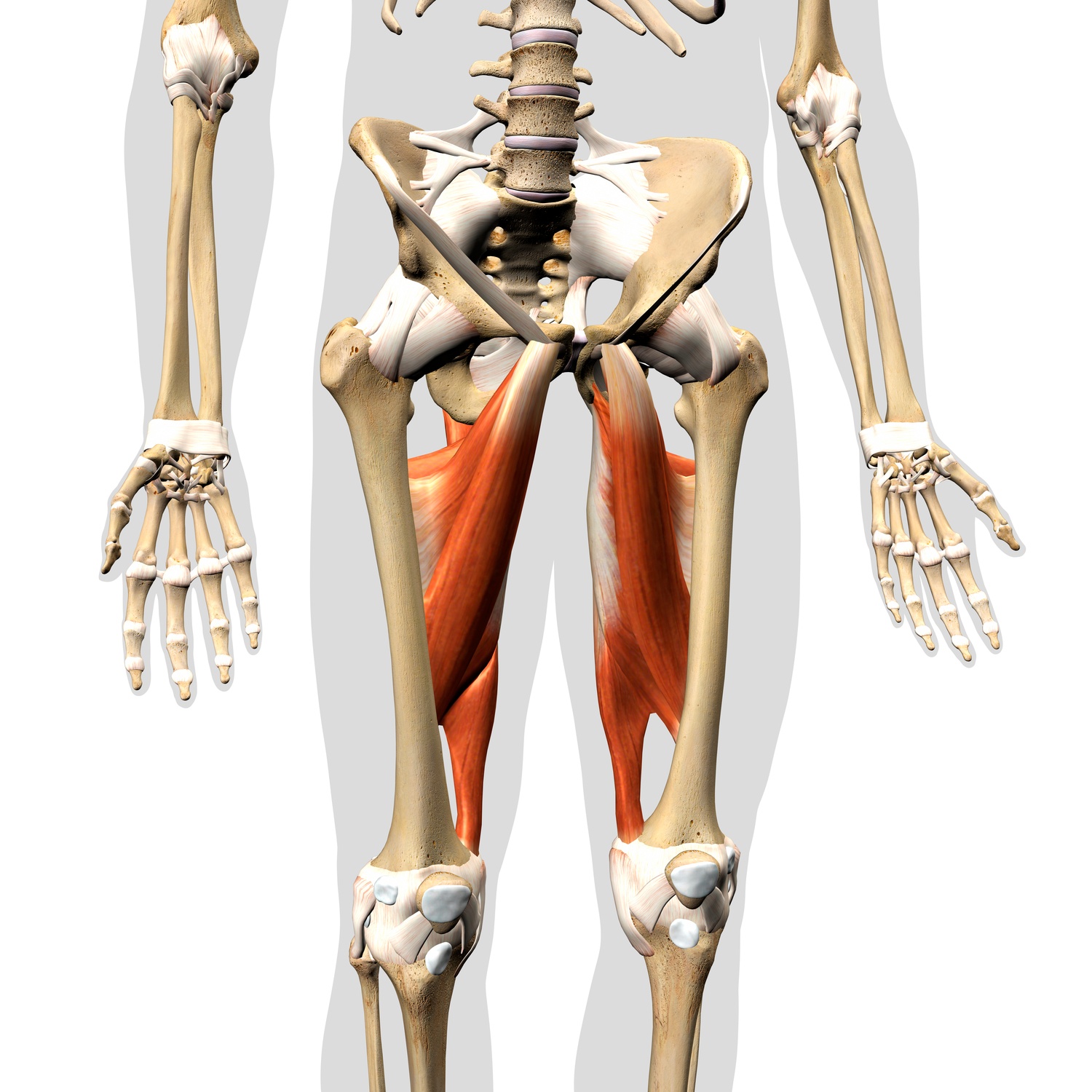 Hip adductors