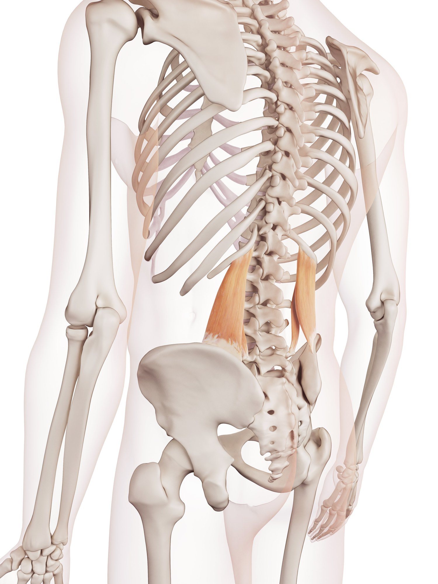 Quadratus lumborum