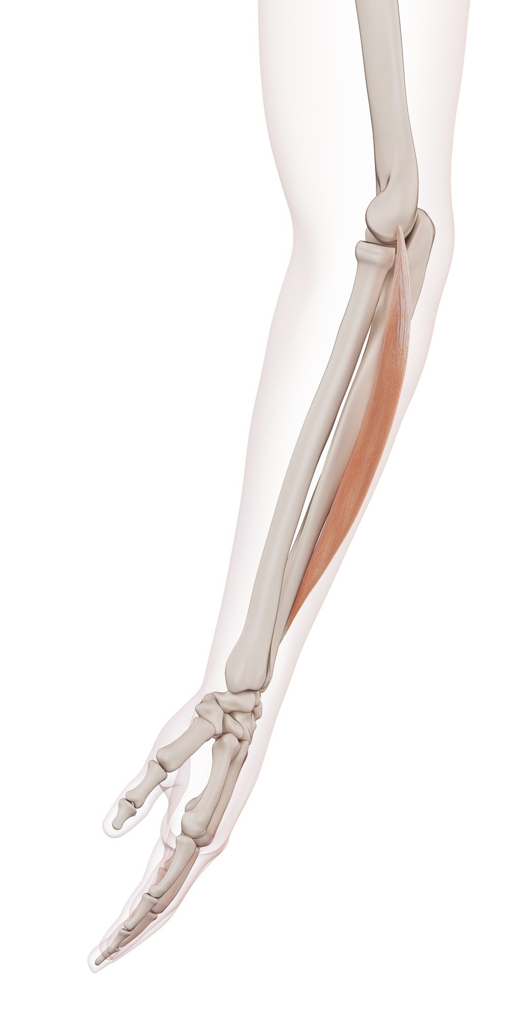 Extensor carpi ulnaris