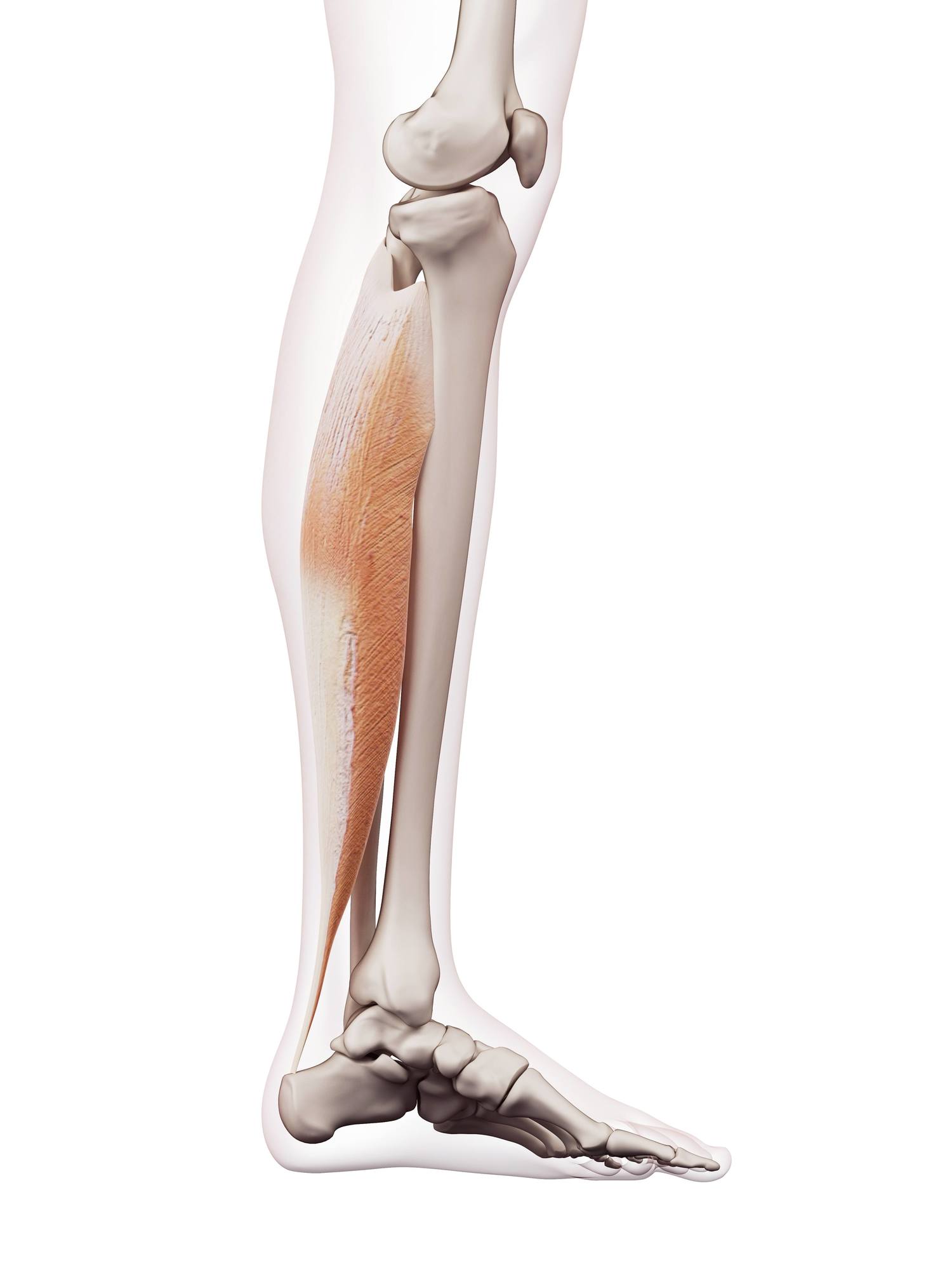 Soleus