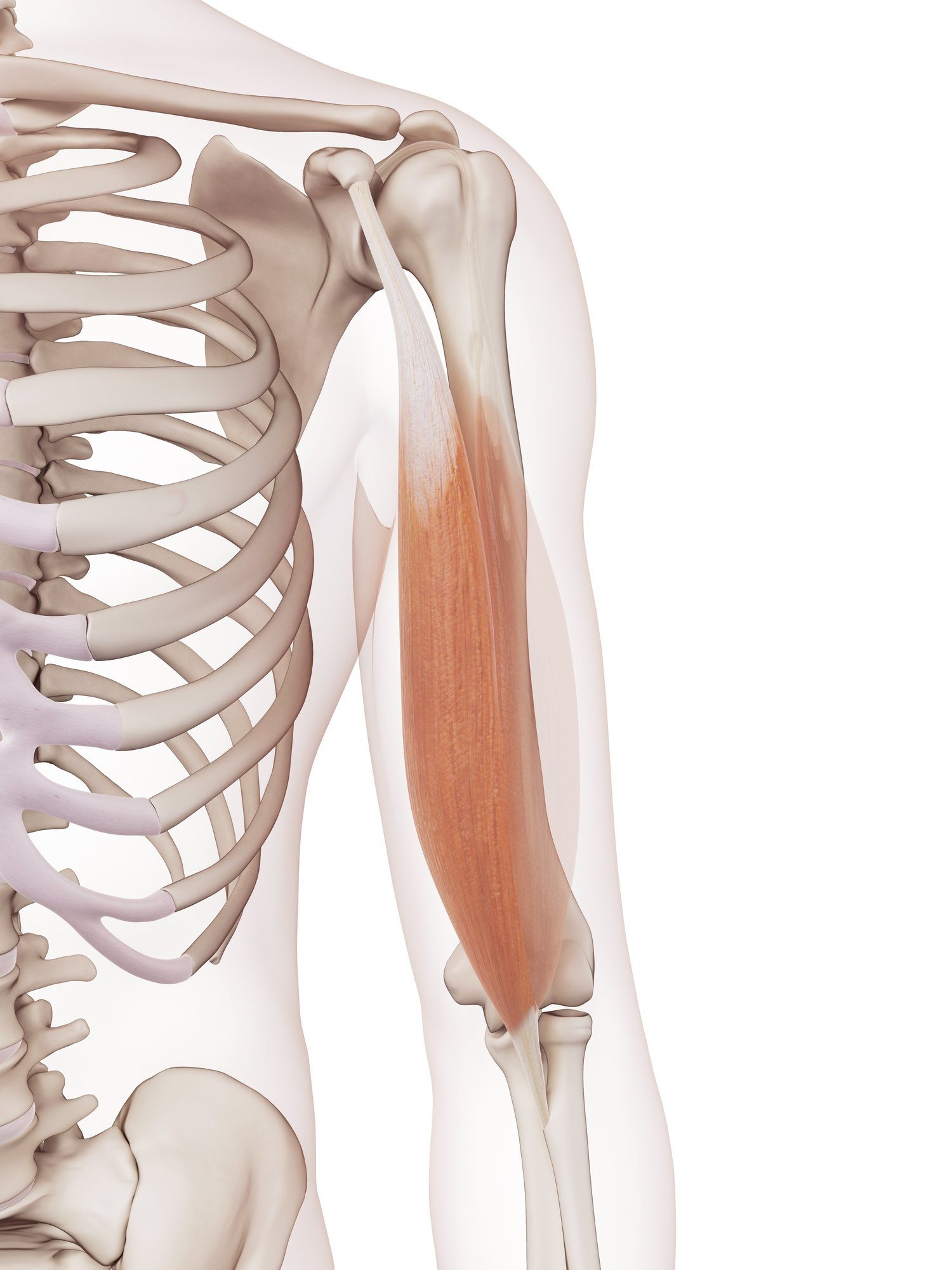 Biceps brachii (short head)
