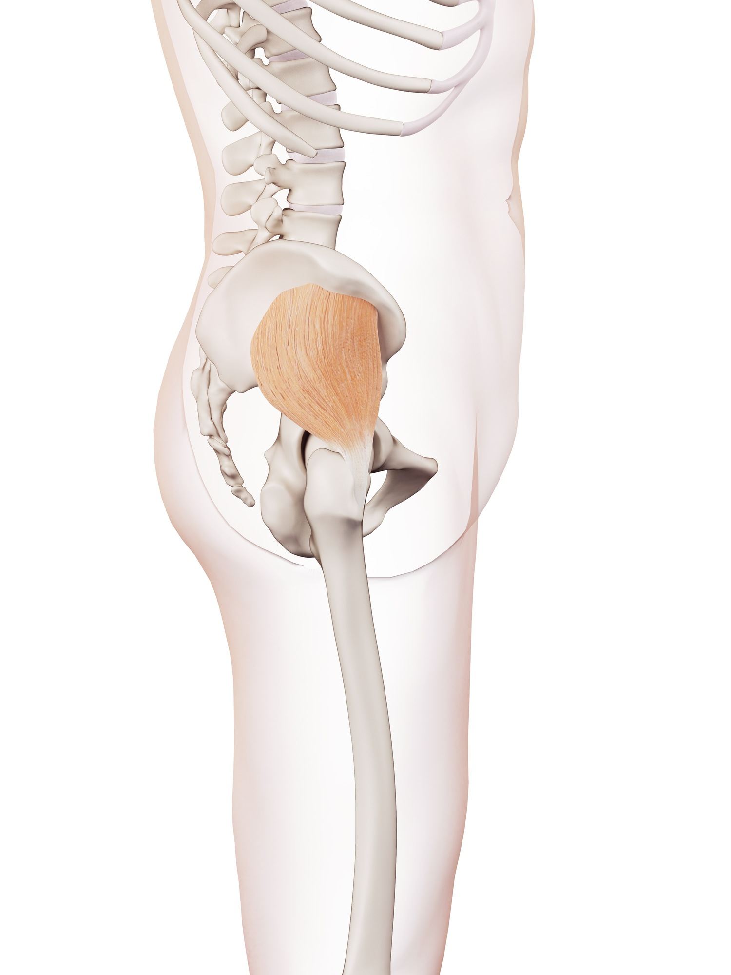 Gluteus minimus