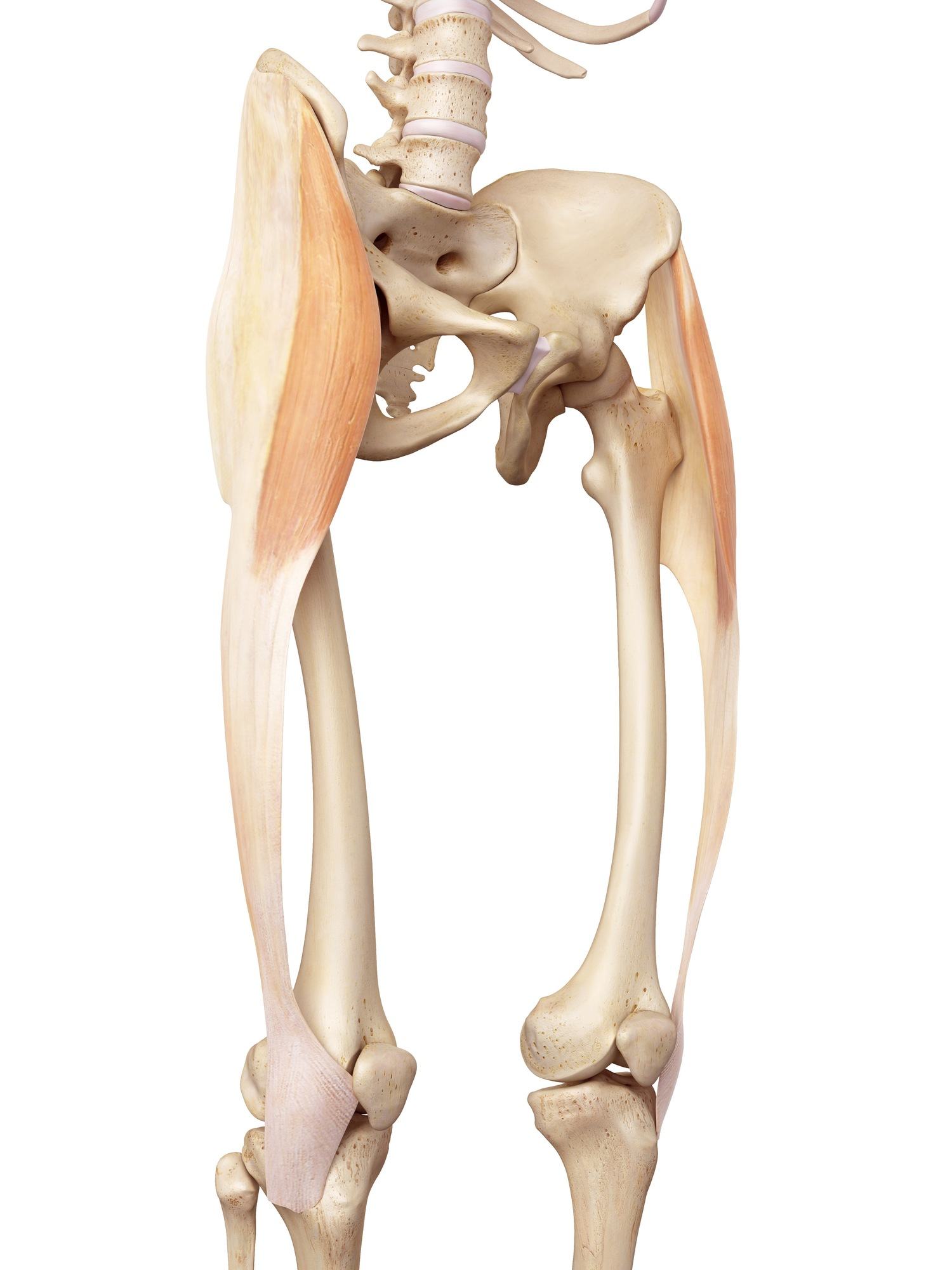 Tensor fasciae latae