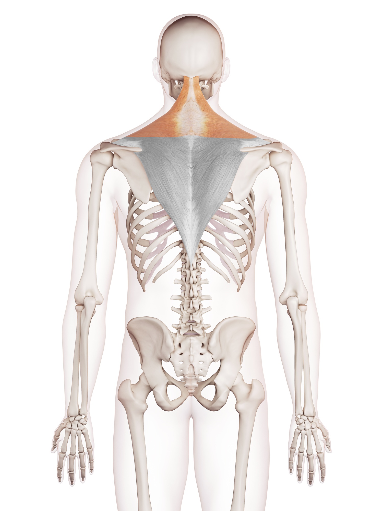 Upper trapezius