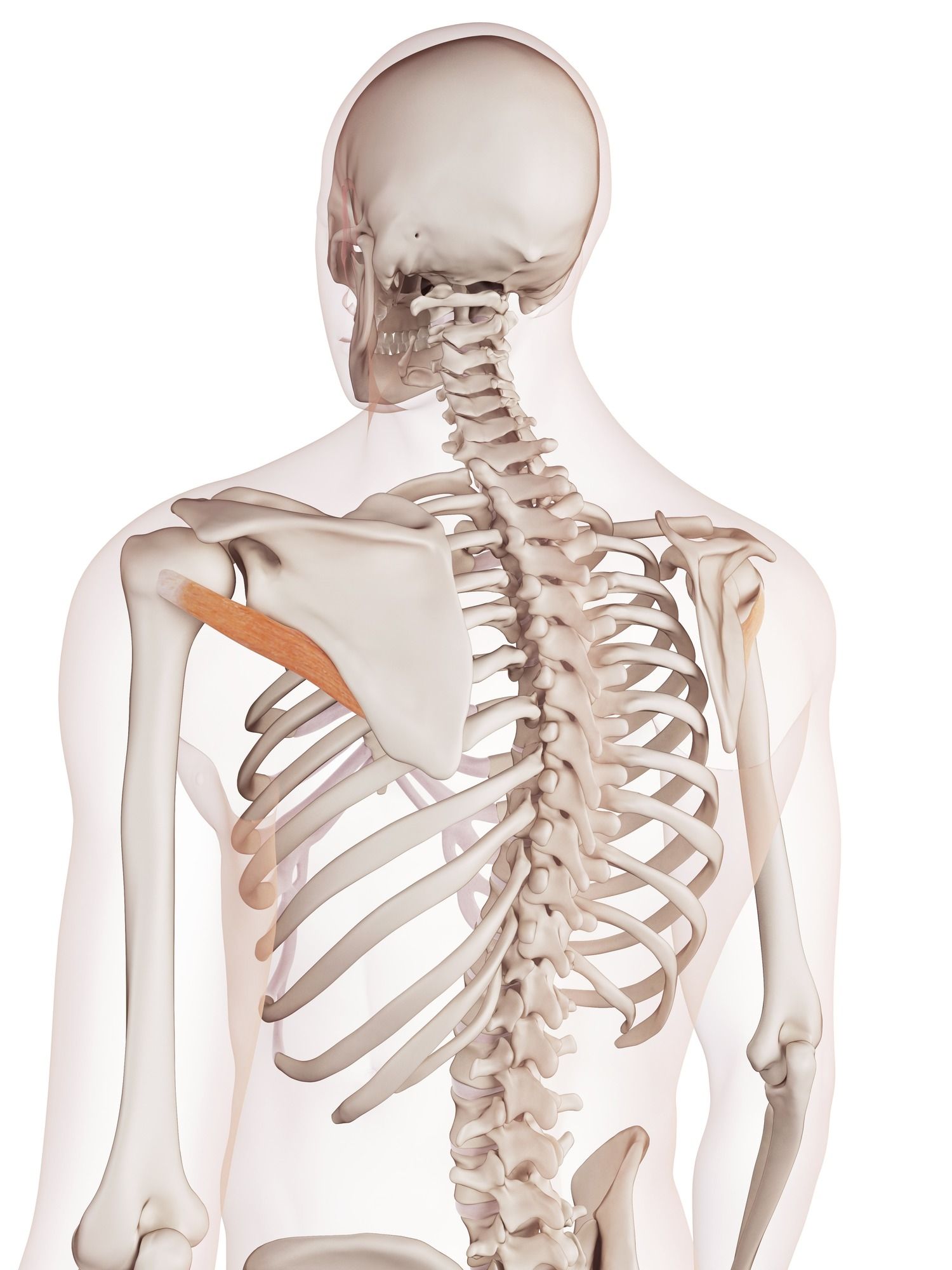 Teres minor