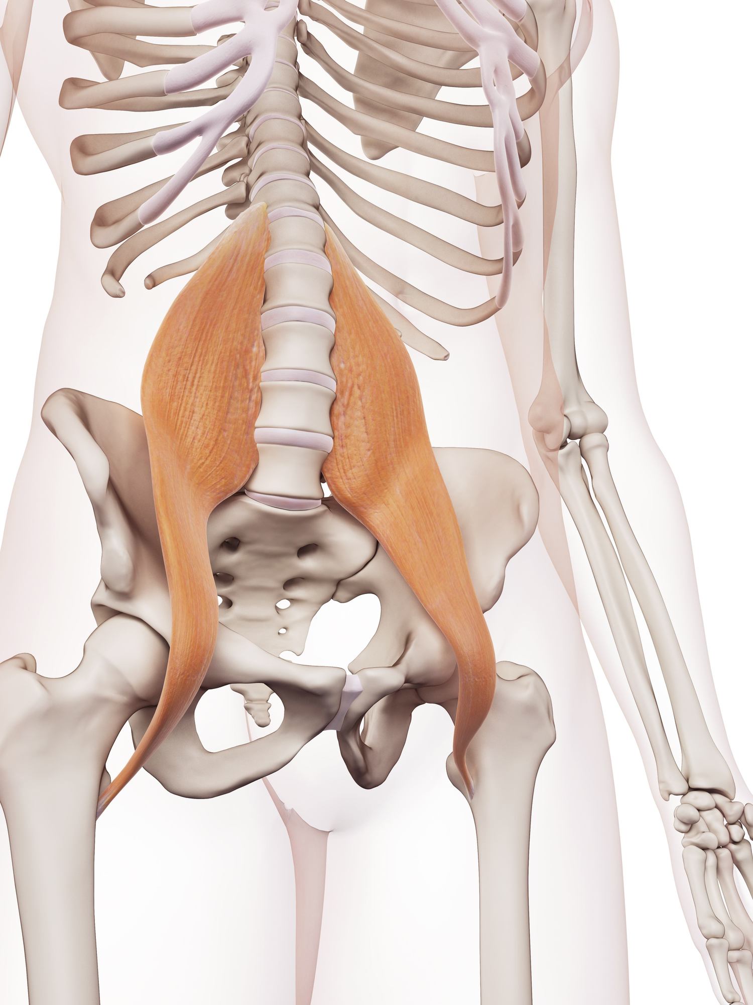 Psoas major