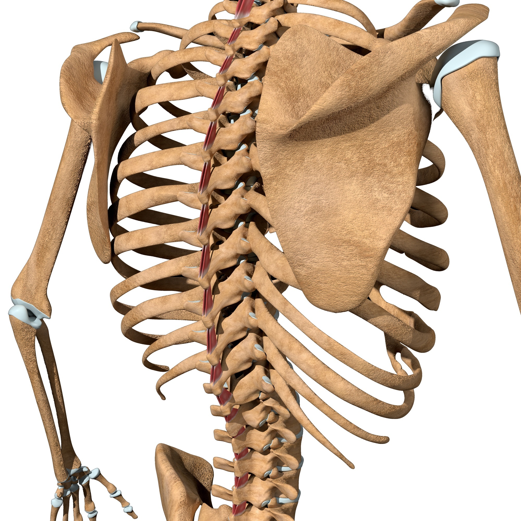 Interspinales