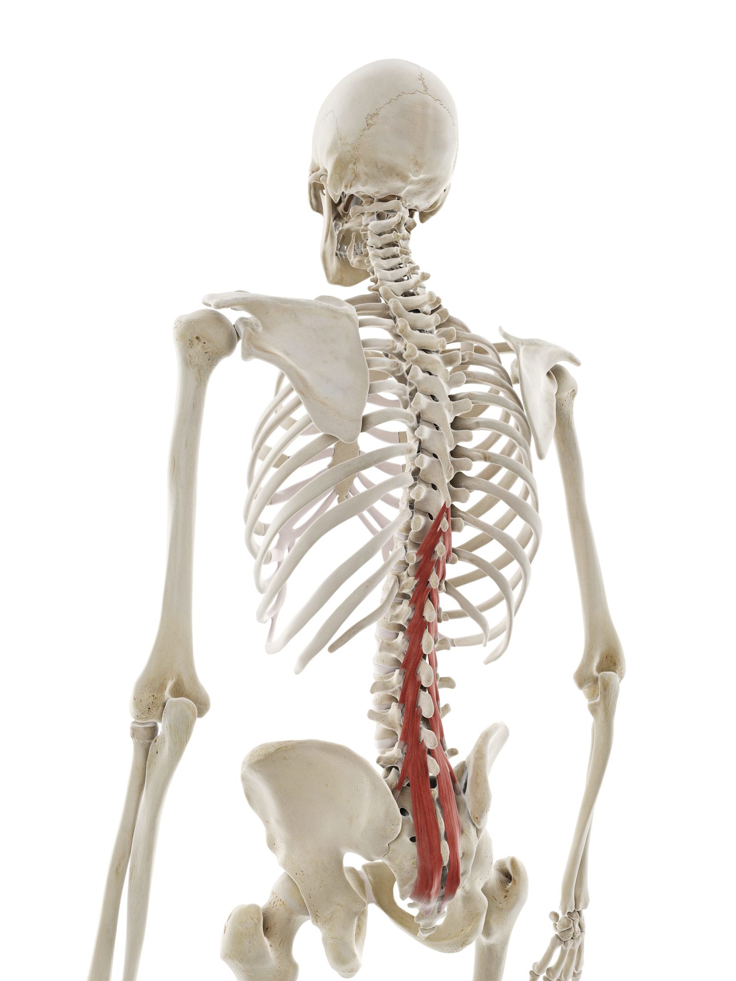 Multifidus