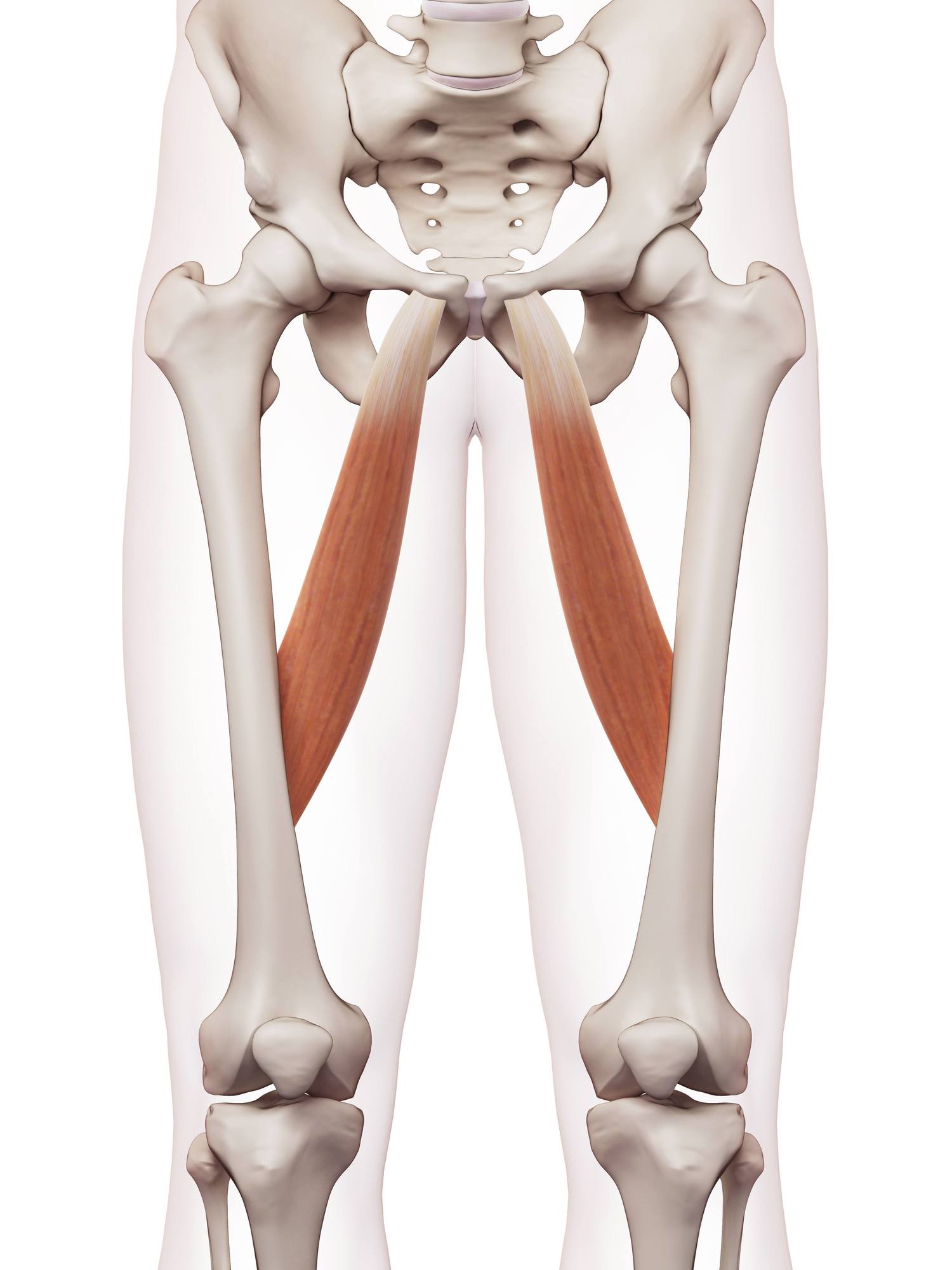 Adductor longus