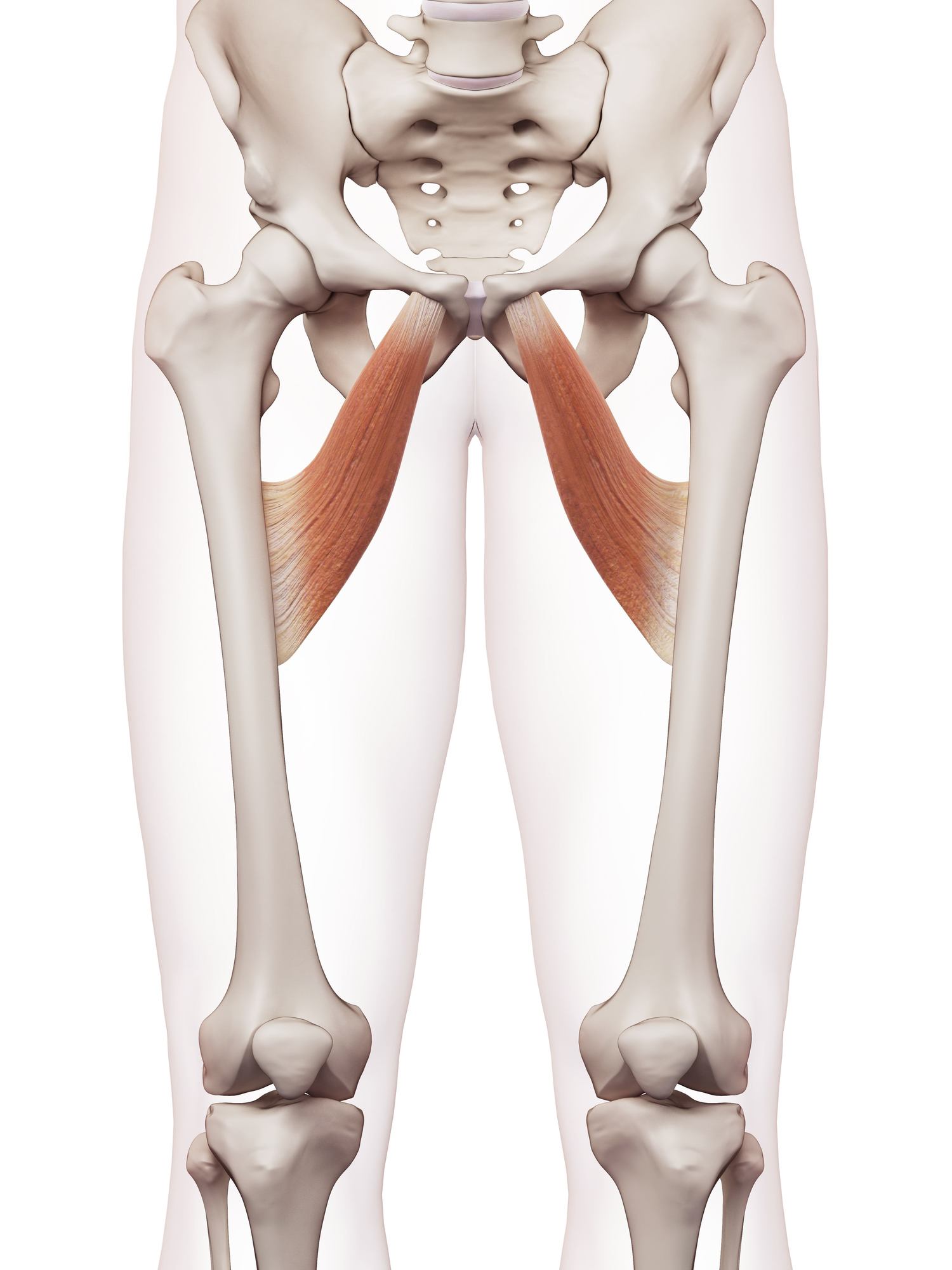 Adductor brevis